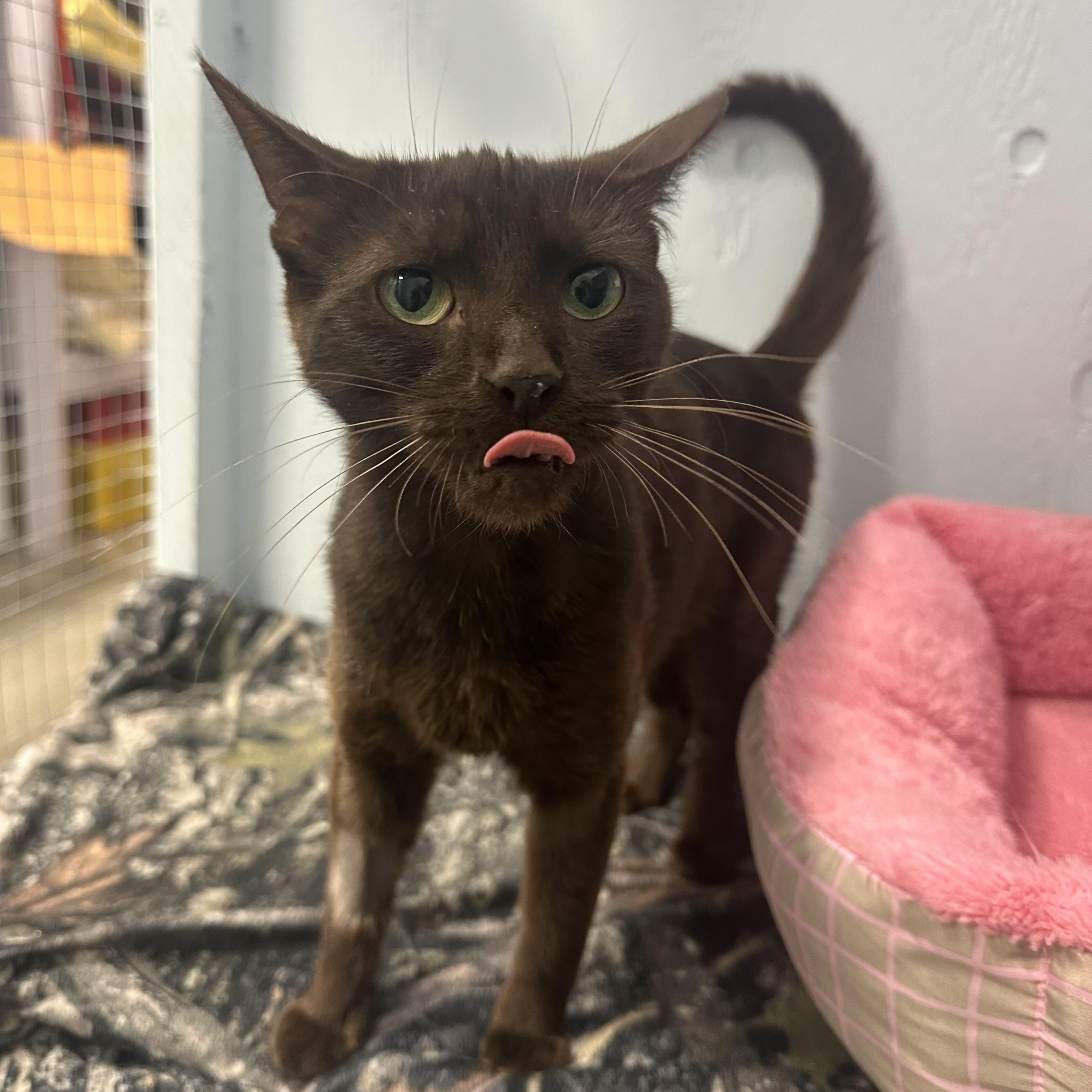Enlarge Enrelle, a Adoptable Domestic Short Hair in Mission, BC image 2/4