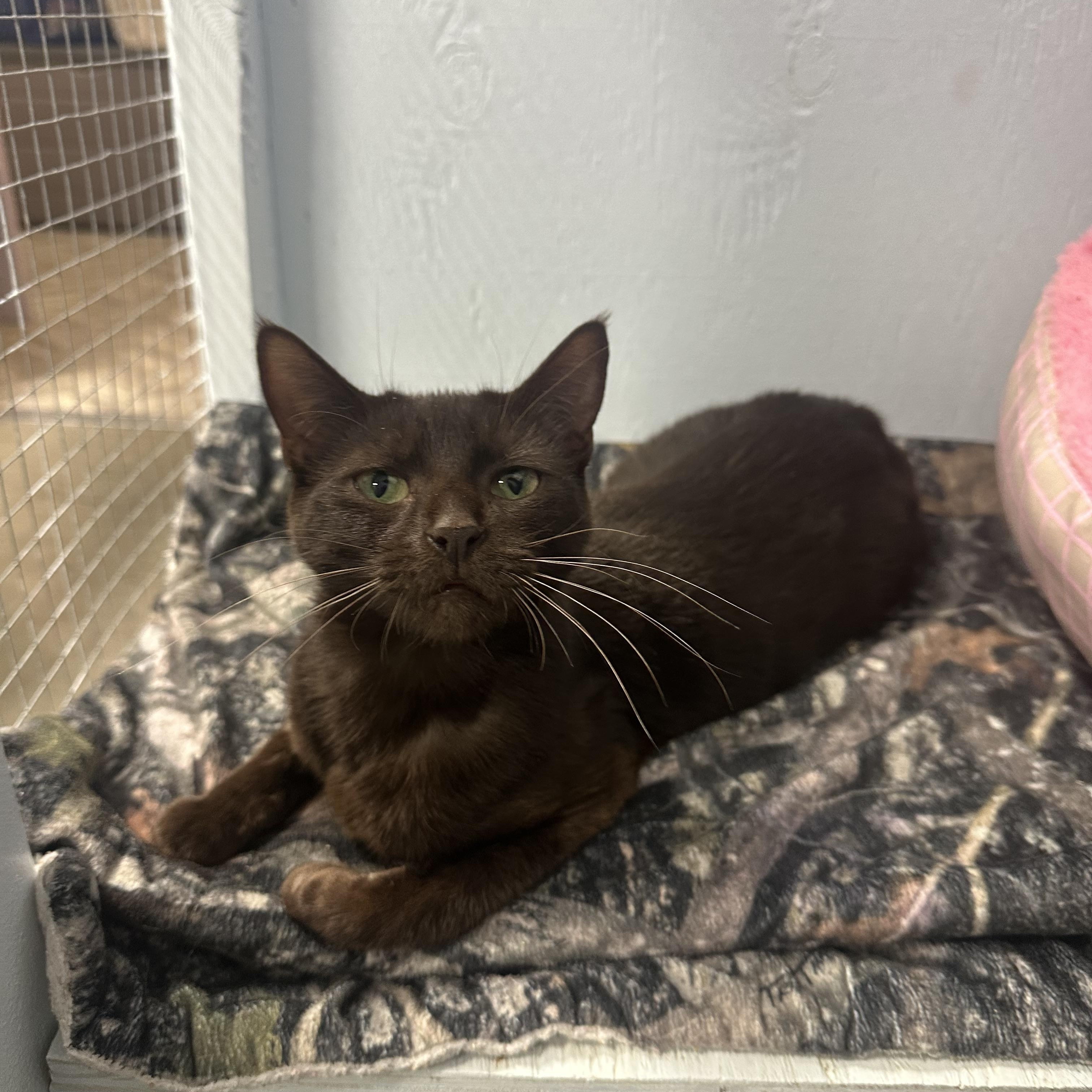 Enlarge Enrelle, a Adoptable Domestic Short Hair in Mission, BC image 1/4