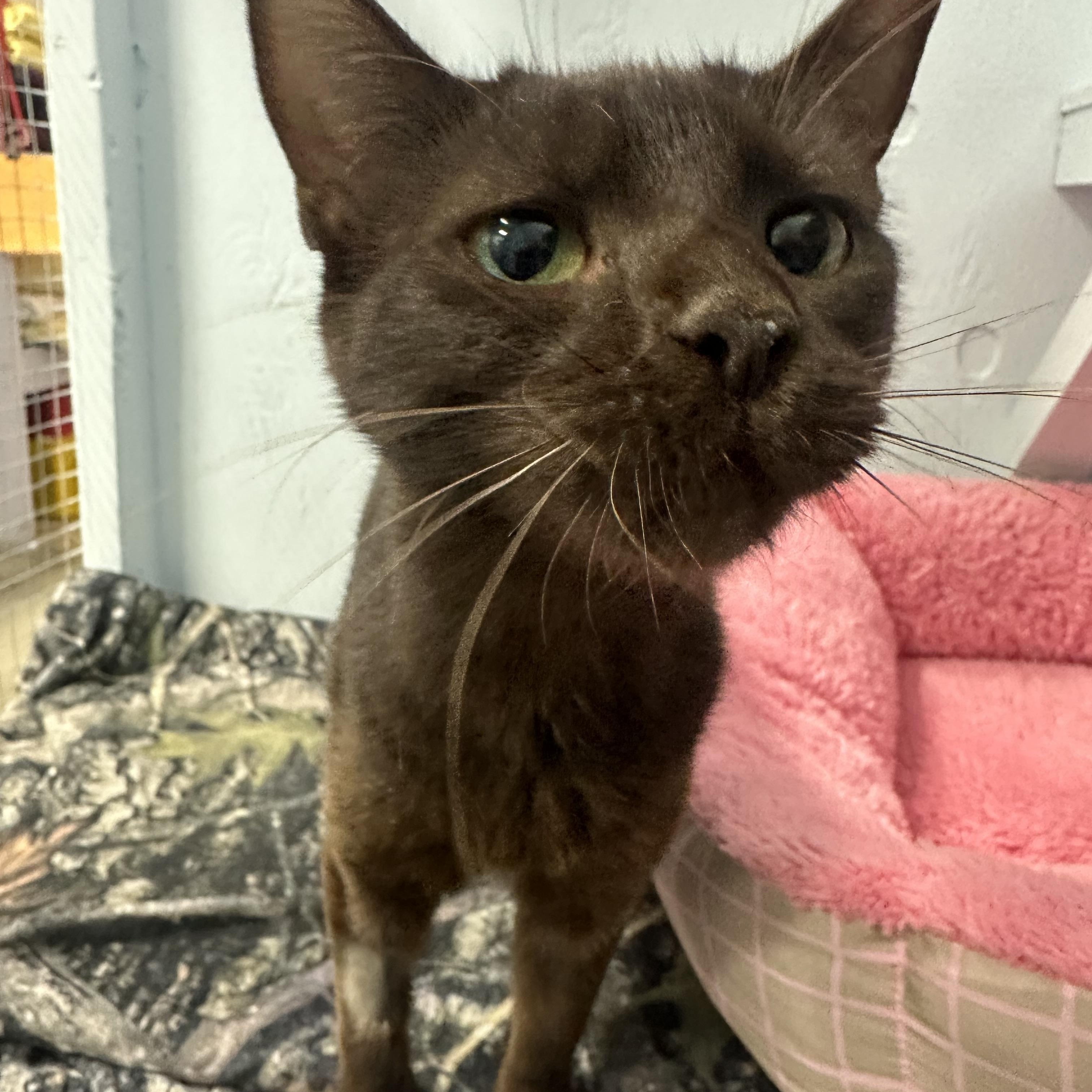 Enlarge Enrelle, a Adoptable Domestic Short Hair in Mission, BC image 4/4