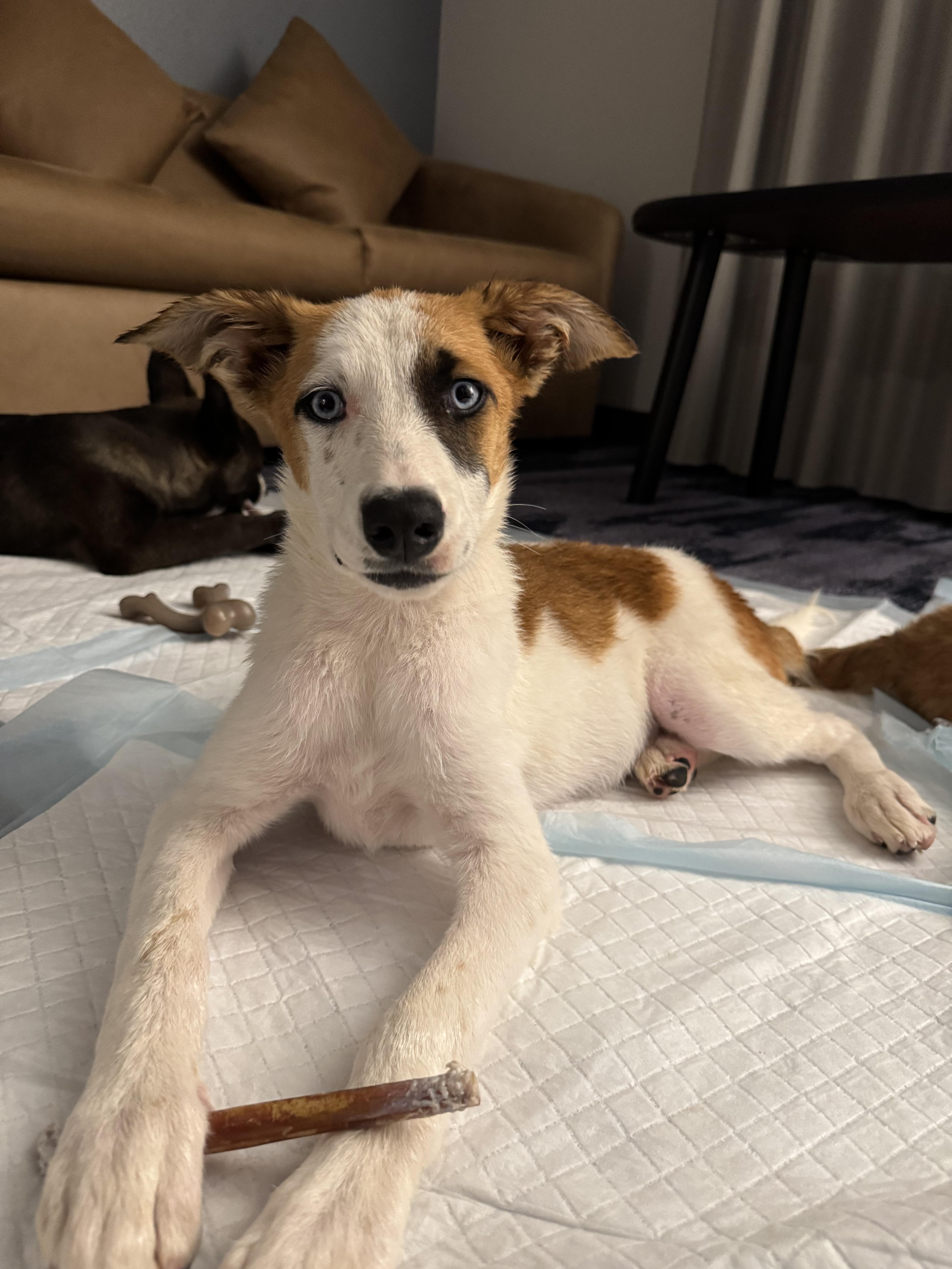 Tiffany, a Adoptable mixed breed in Bakersfield, CA image 1/6