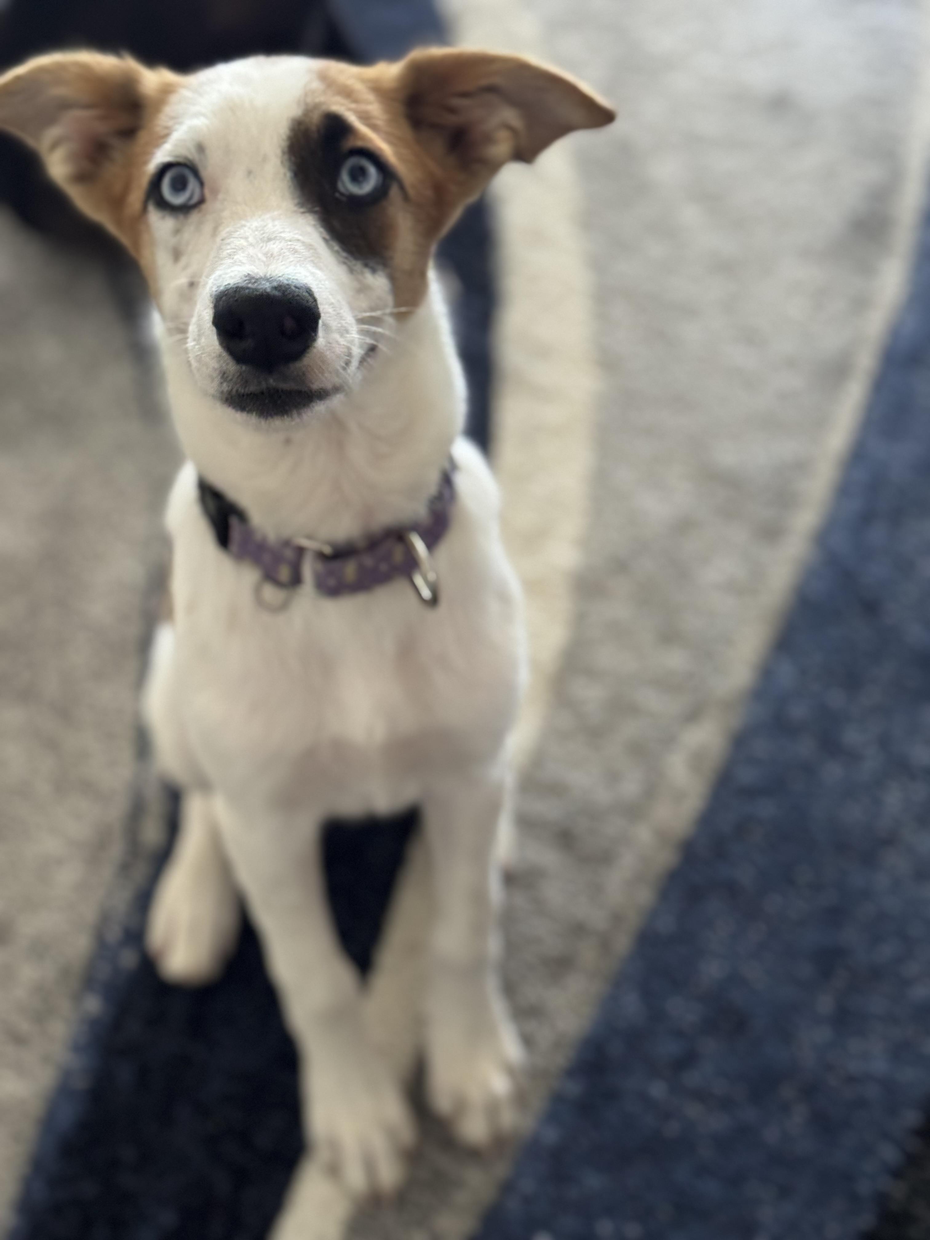 Tiffany, a Adoptable mixed breed in Bakersfield, CA image 2/6