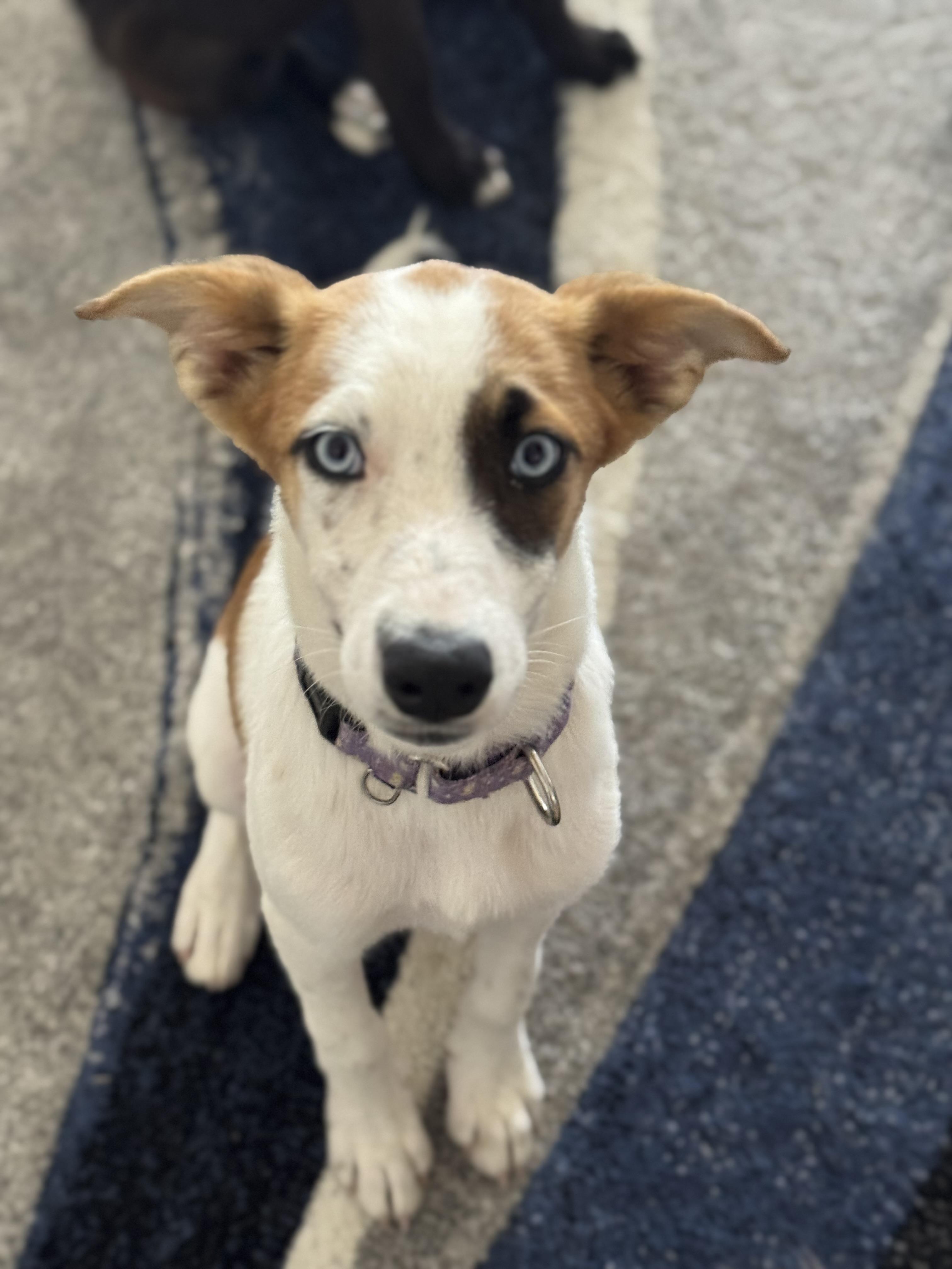 Tiffany, a Adoptable mixed breed in Bakersfield, CA image 3/6