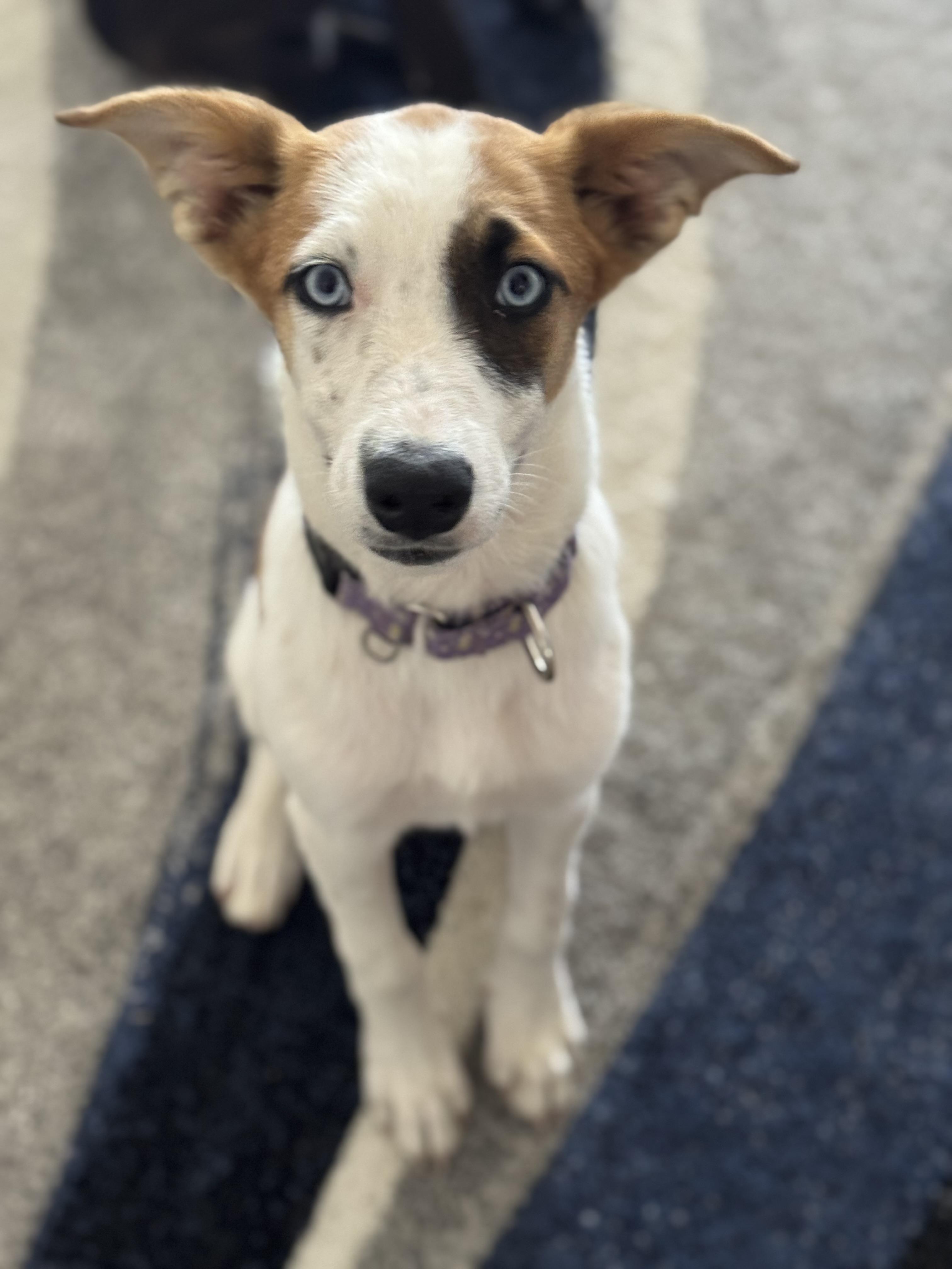 Tiffany, a Adoptable mixed breed in Bakersfield, CA image 5/6