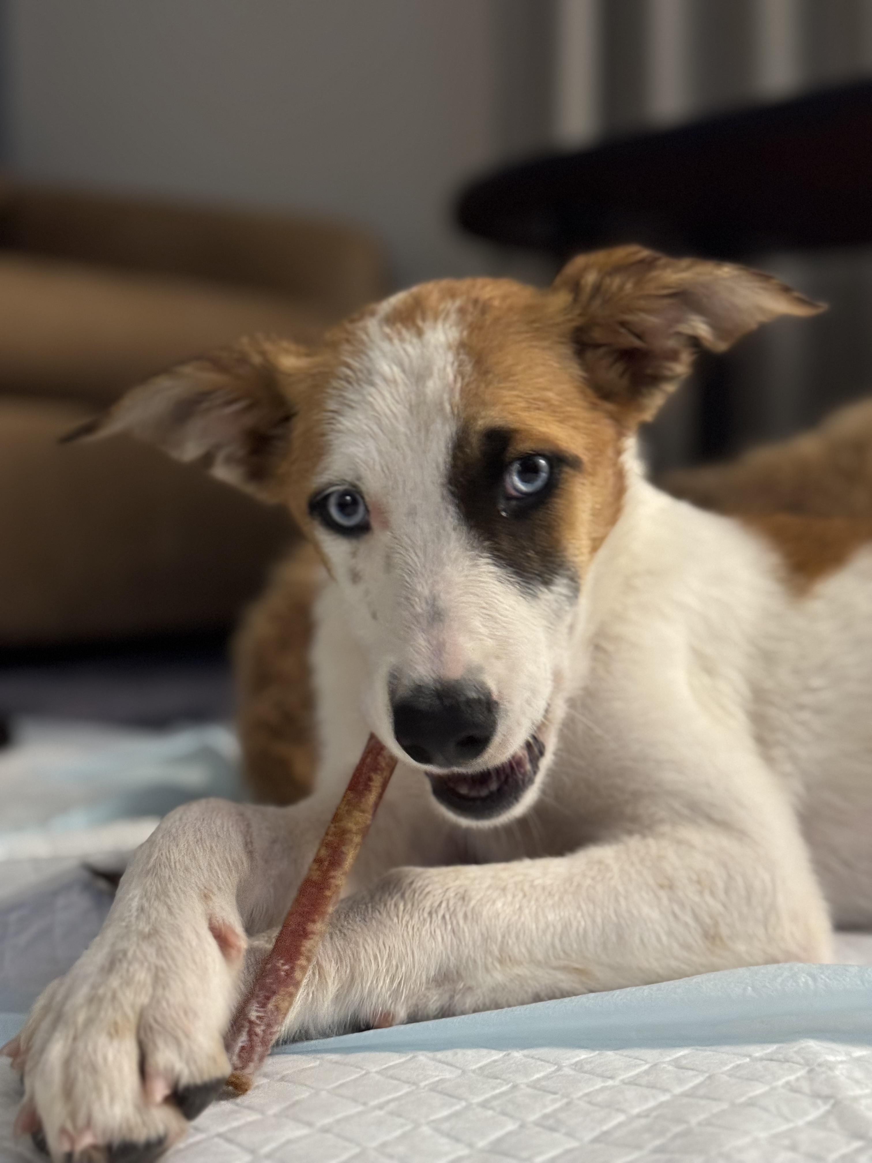 Tiffany, a Adoptable mixed breed in Bakersfield, CA image 6/6