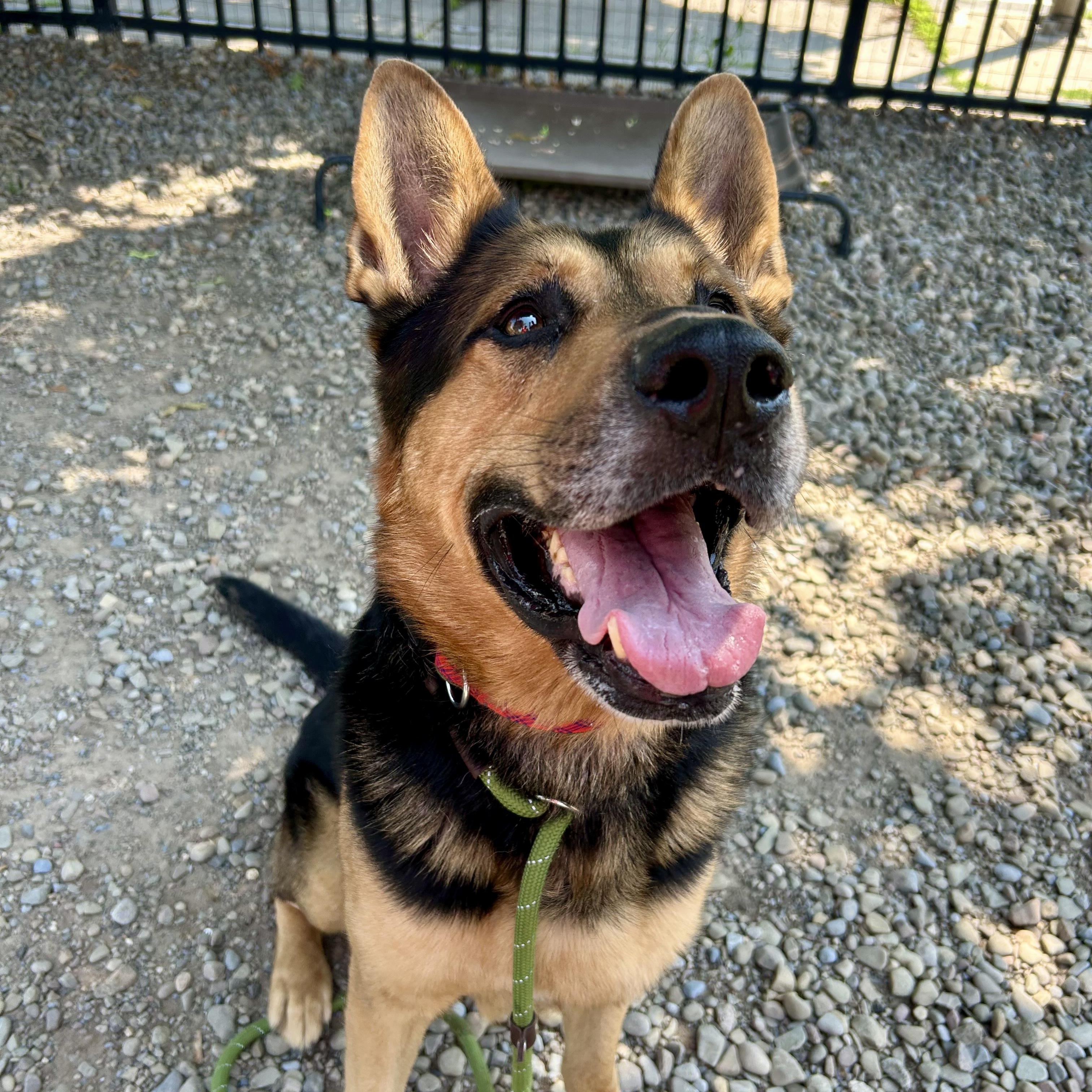 Ozzie, Adult Male German Shepherd Dog
