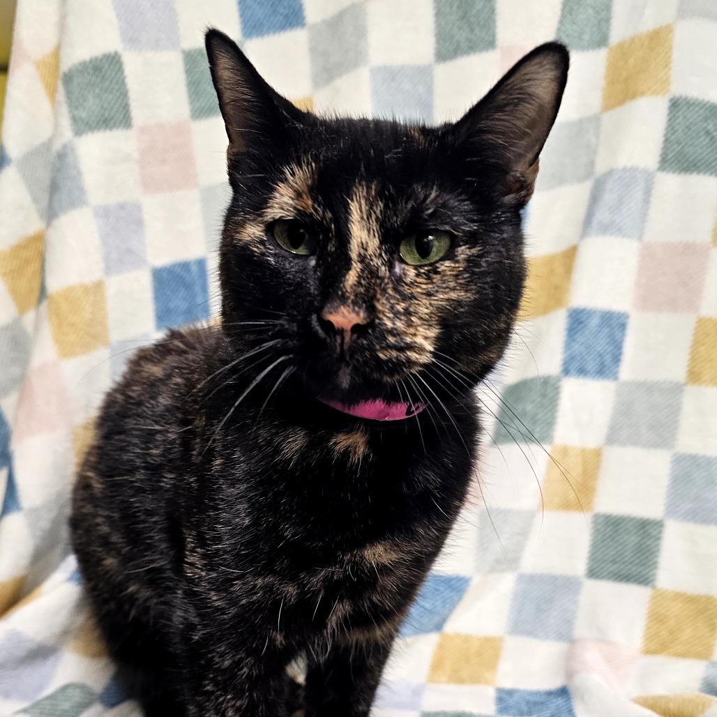 Evie, Adoptable, Adult Female Domestic Short Hair.