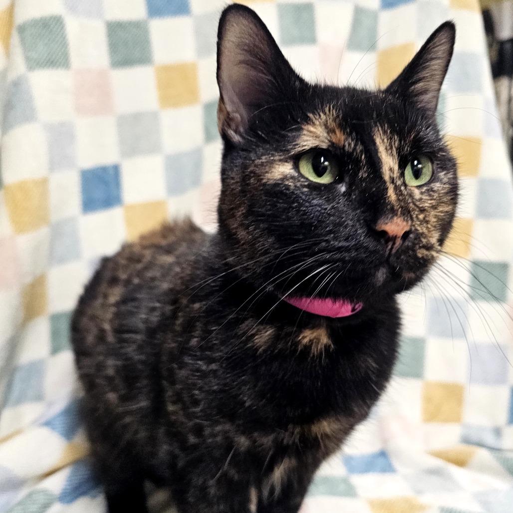 Enlarge Evie, a Adoptable Domestic Short Hair in Laredo, TX image 2/3