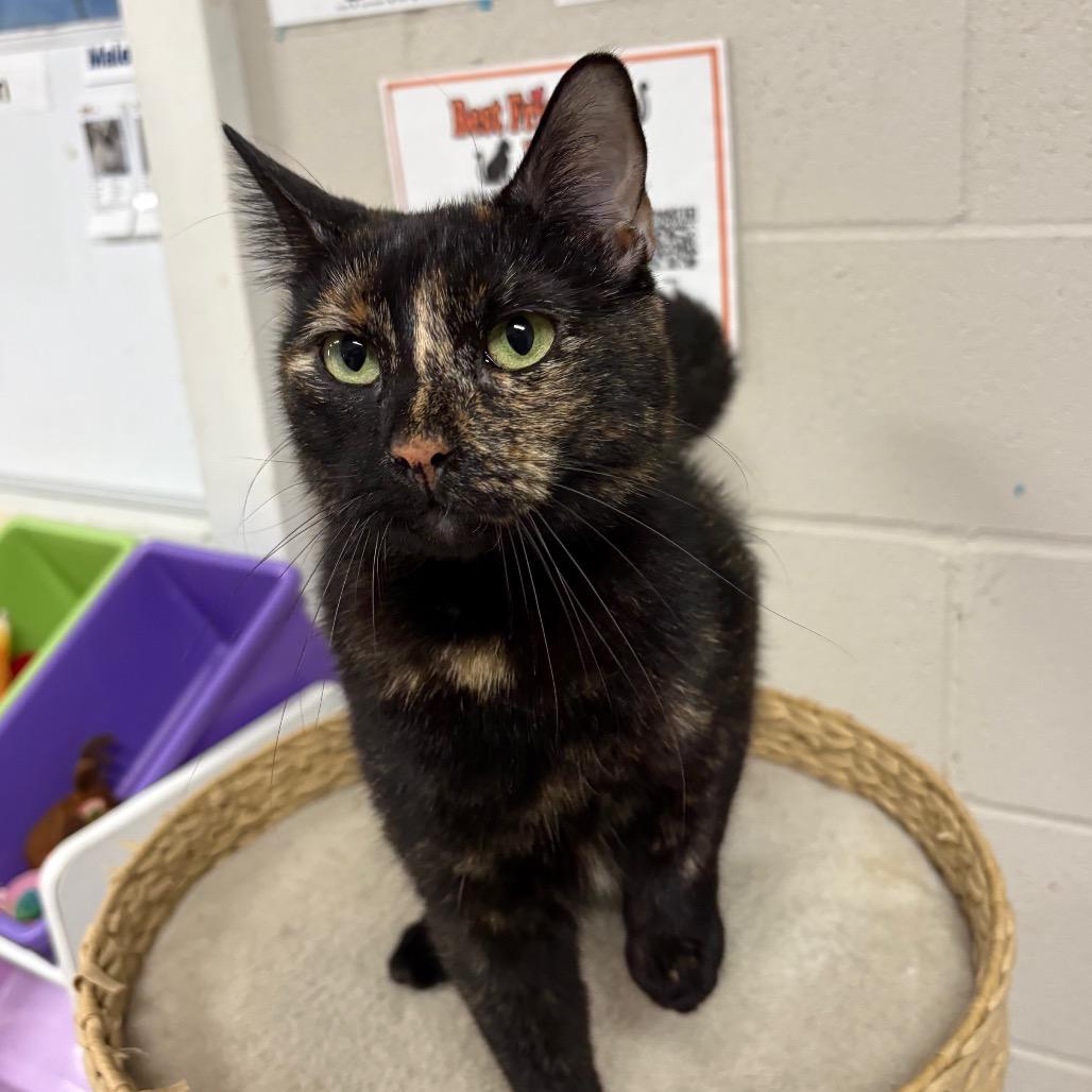Enlarge Evie, a Adoptable Domestic Short Hair in Laredo, TX image 3/6