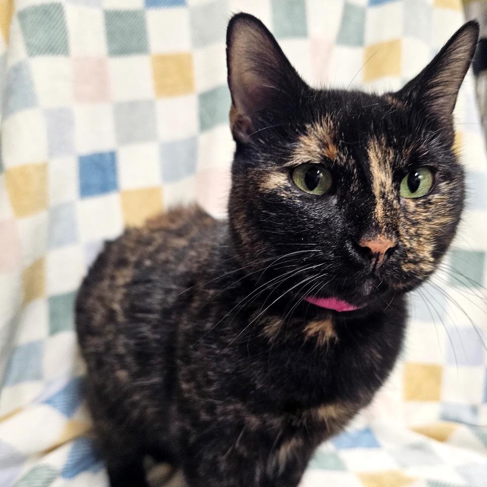 Enlarge Evie, a Adoptable Domestic Short Hair in Laredo, TX image 3/3