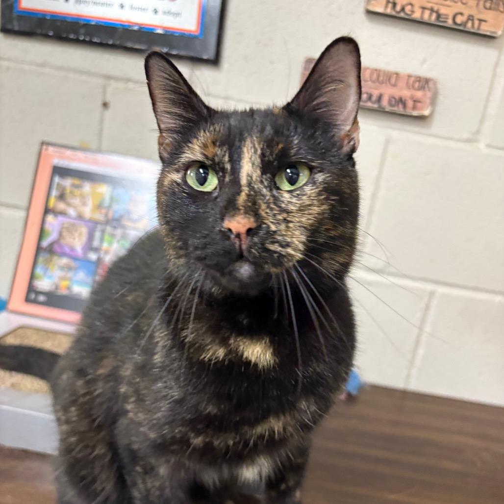 Enlarge Evie, a Adoptable Domestic Short Hair in Laredo, TX image 5/6