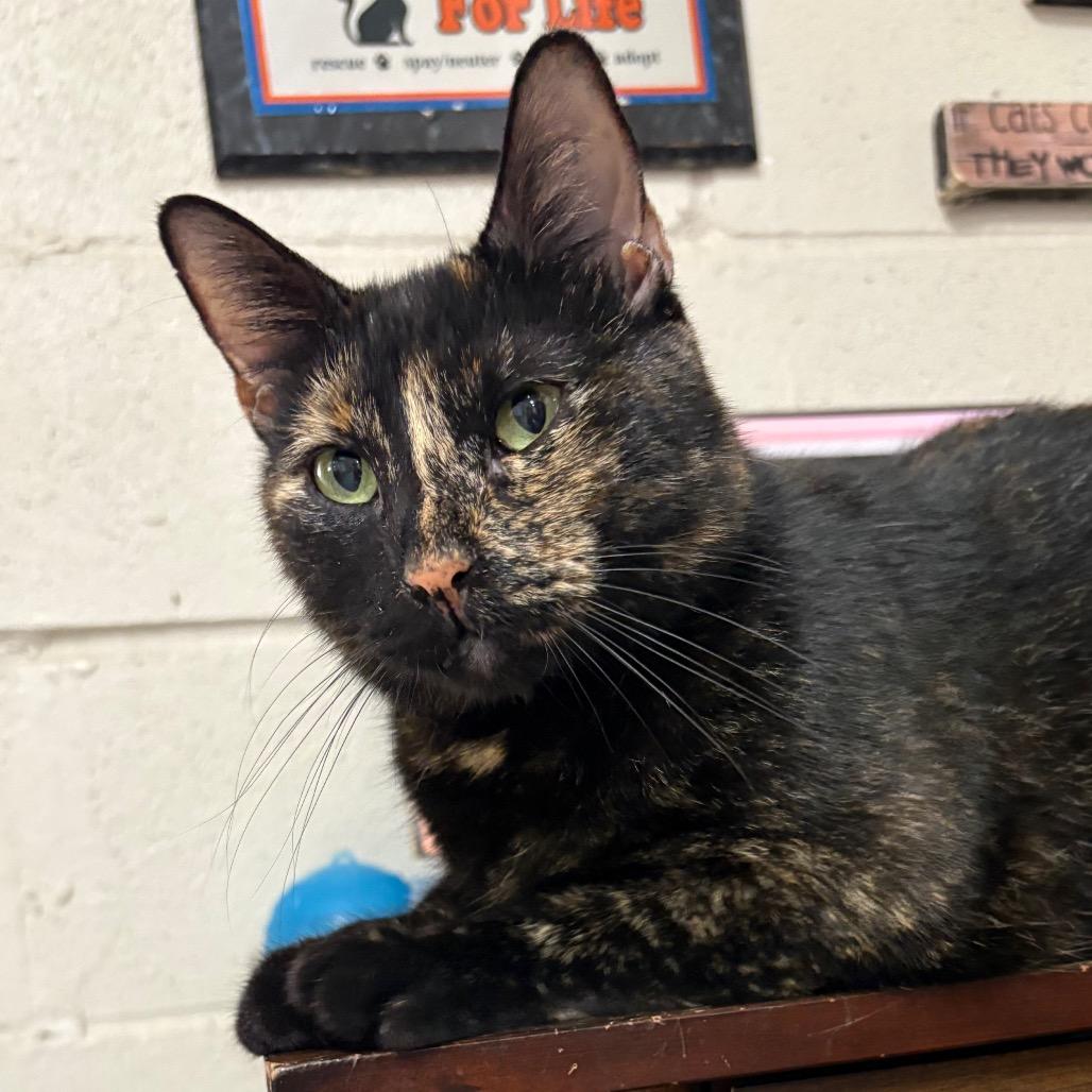 Enlarge Evie, a Adoptable Domestic Short Hair in Laredo, TX image 6/6