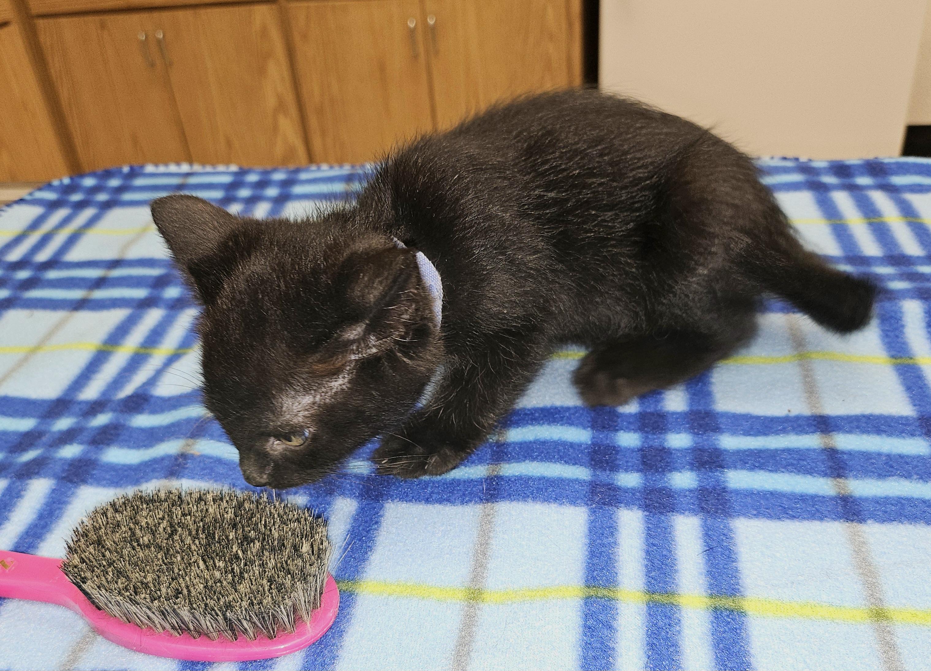 Anise, ADOPTABLE, Kitten Female Domestic Short Hair.