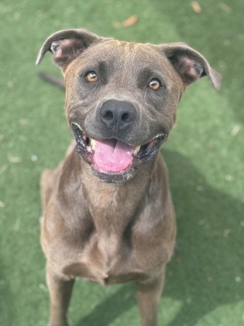 ROMEO, Adoptable, Adult Male Weimaraner & Staffordshire Bull Terrier.