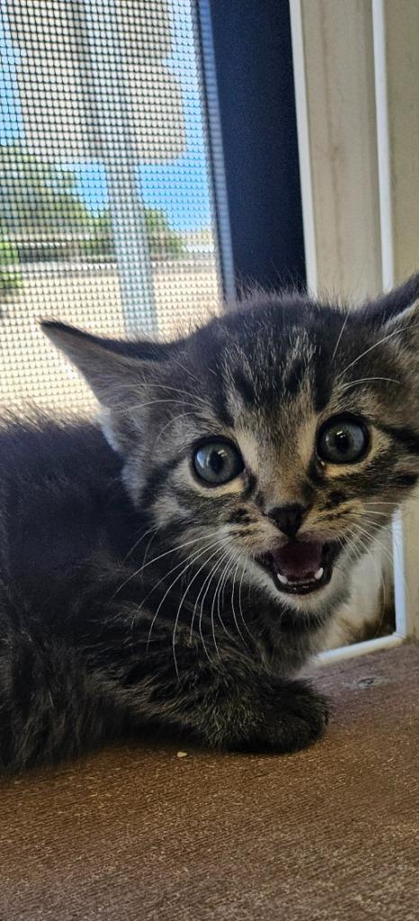 Corral kitten 3, Adoptable, Kitten Male Domestic Medium Hair.