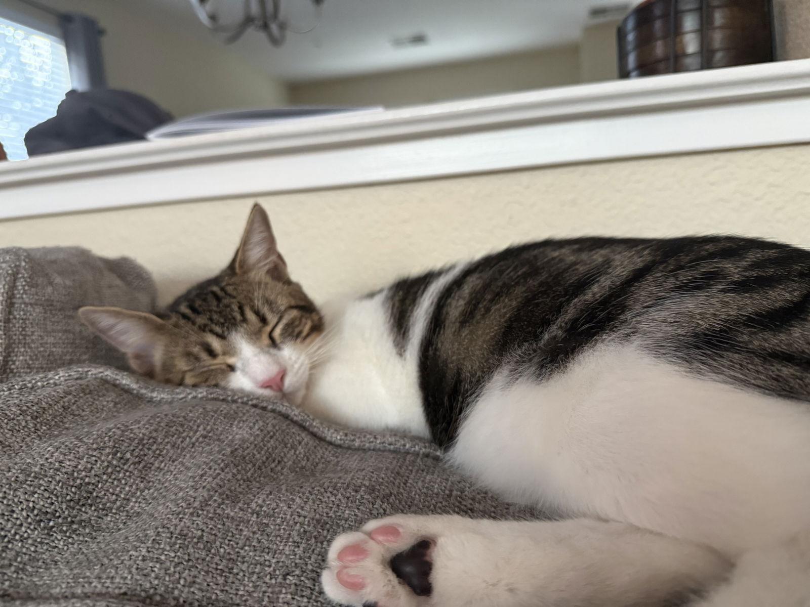 Meatball, a Adoptable Domestic Short Hair in Walnut Creek, CA image 1/2