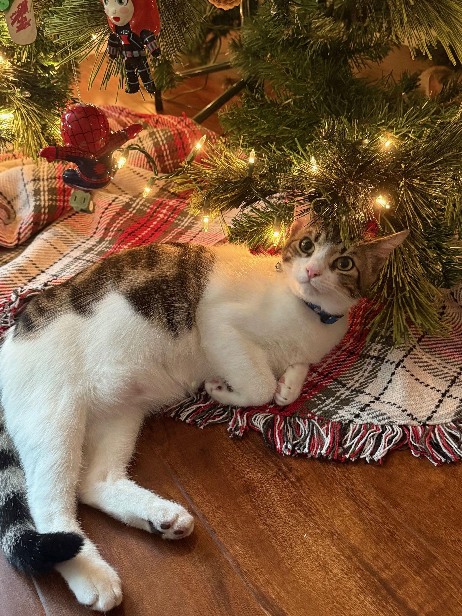 Meatball, a Adoptable Domestic Short Hair in Walnut Creek, CA image 2/2