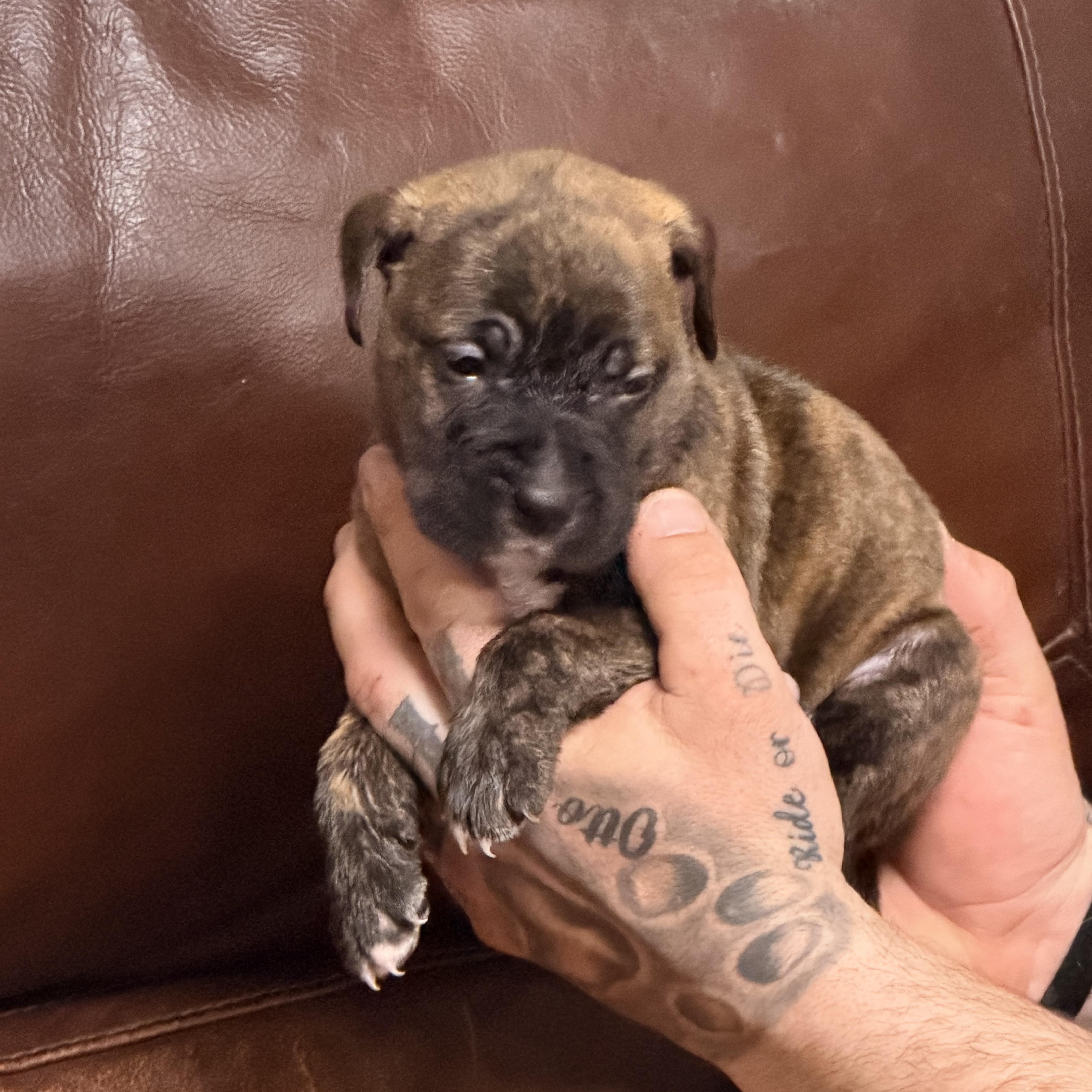 Enlarge Garfield, a ADOPTABLE mixed breed in Wilmington, IL image 2/5