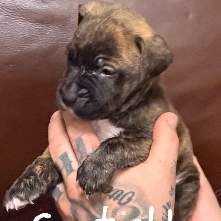 Garfield, ADOPTABLE, Puppy Male Pit Bull Terrier & Hound.