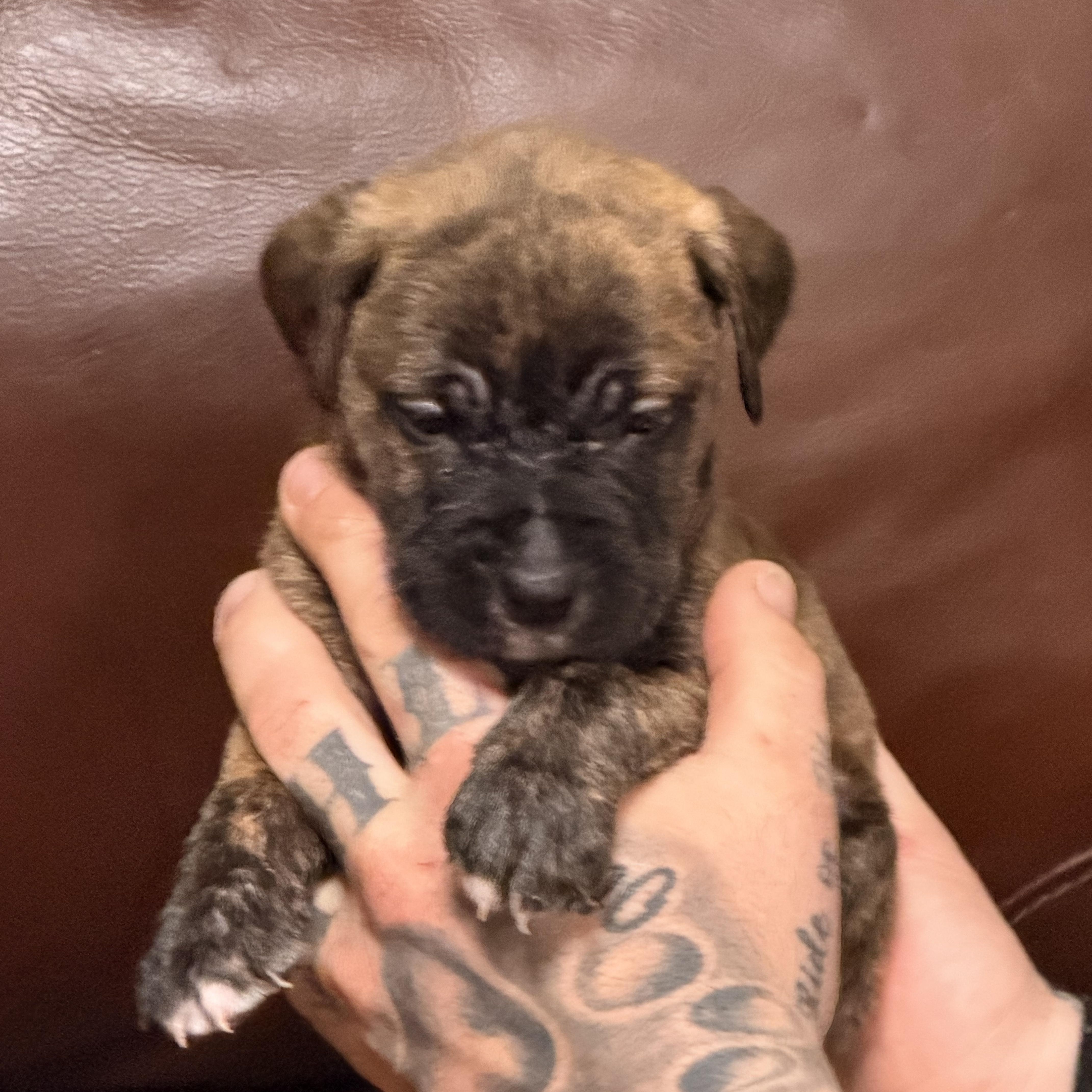 Enlarge Garfield, a ADOPTABLE mixed breed in Wilmington, IL image 5/5