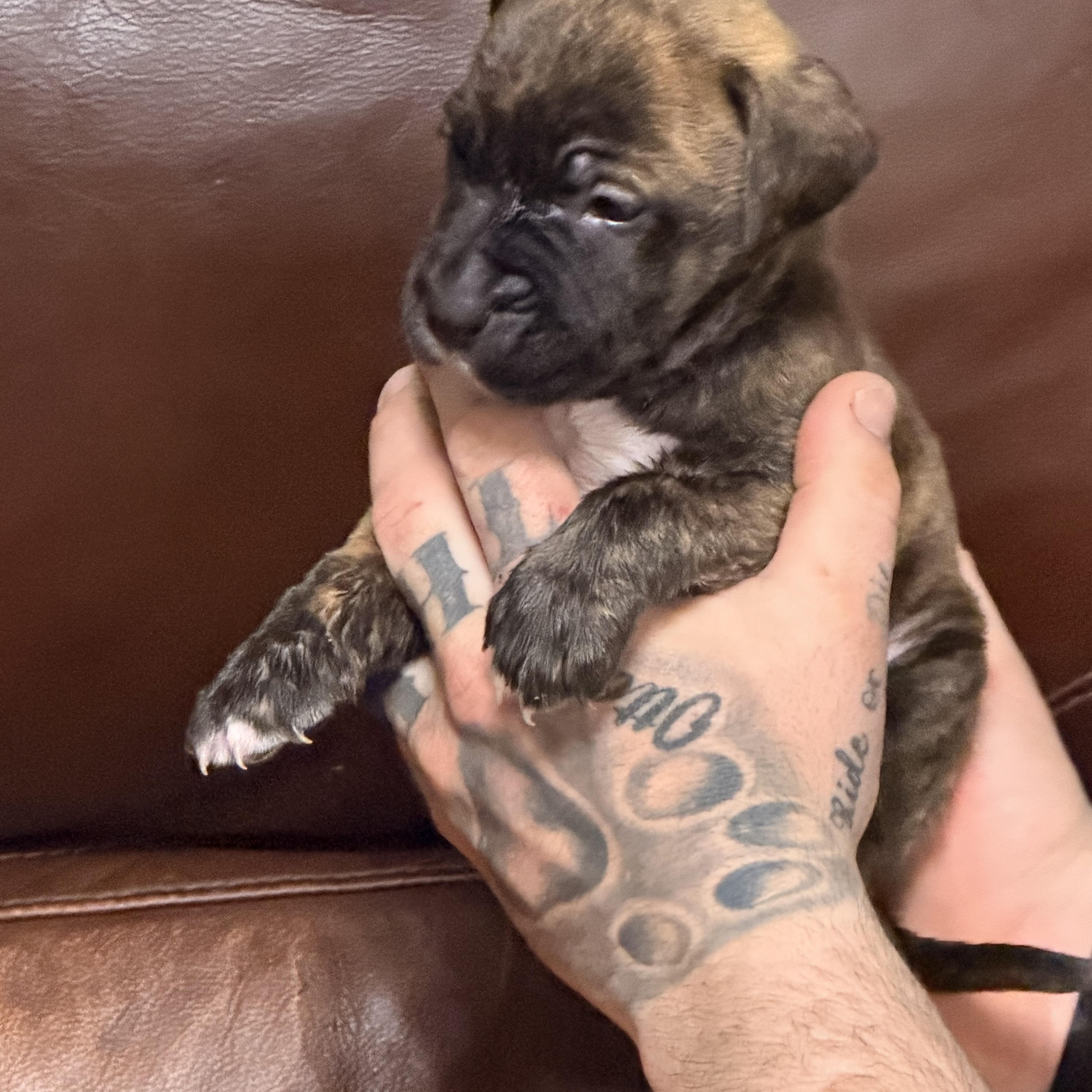 Enlarge Garfield, a ADOPTABLE mixed breed in Wilmington, IL image 3/5