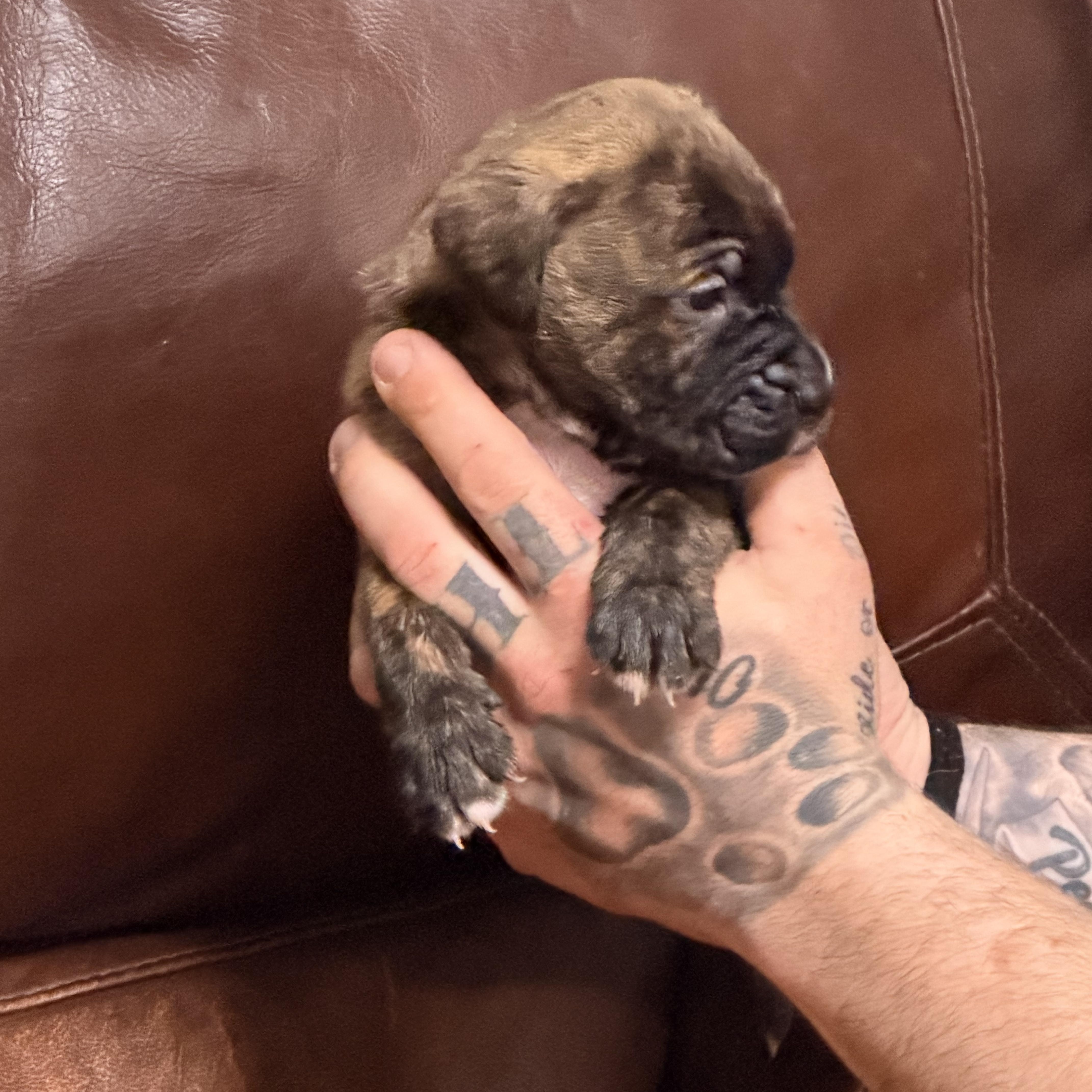 Enlarge Garfield, a ADOPTABLE mixed breed in Wilmington, IL image 4/5