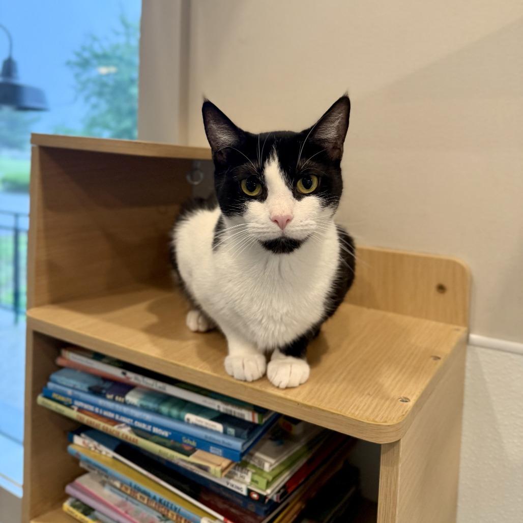 Tomato, a Adoptable Domestic Short Hair in Louisville, KY image 4/5