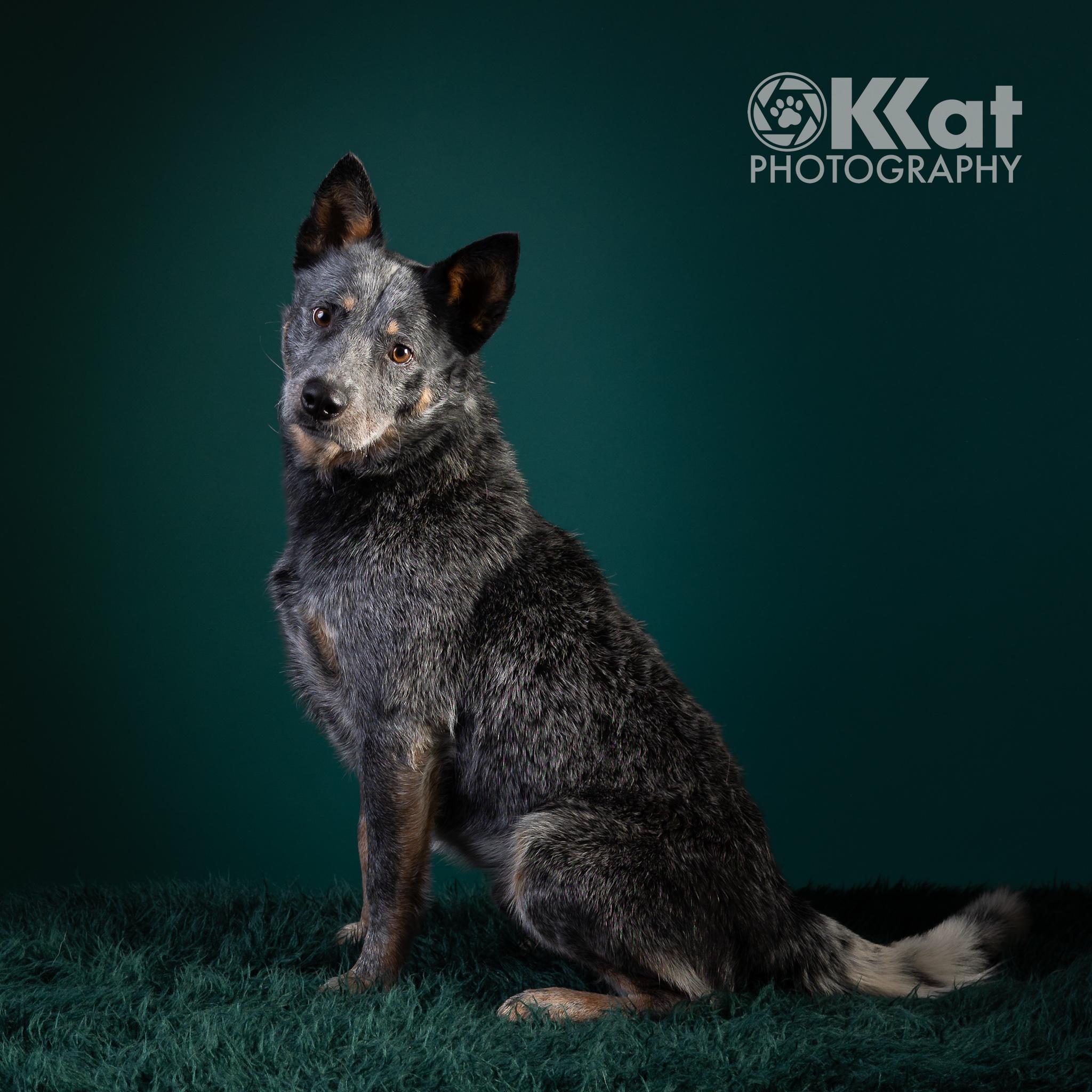 Enlarge Loki, a ADOPTABLE Australian Cattle Dog / Blue Heeler in Oklahoma City, OK image 2/4