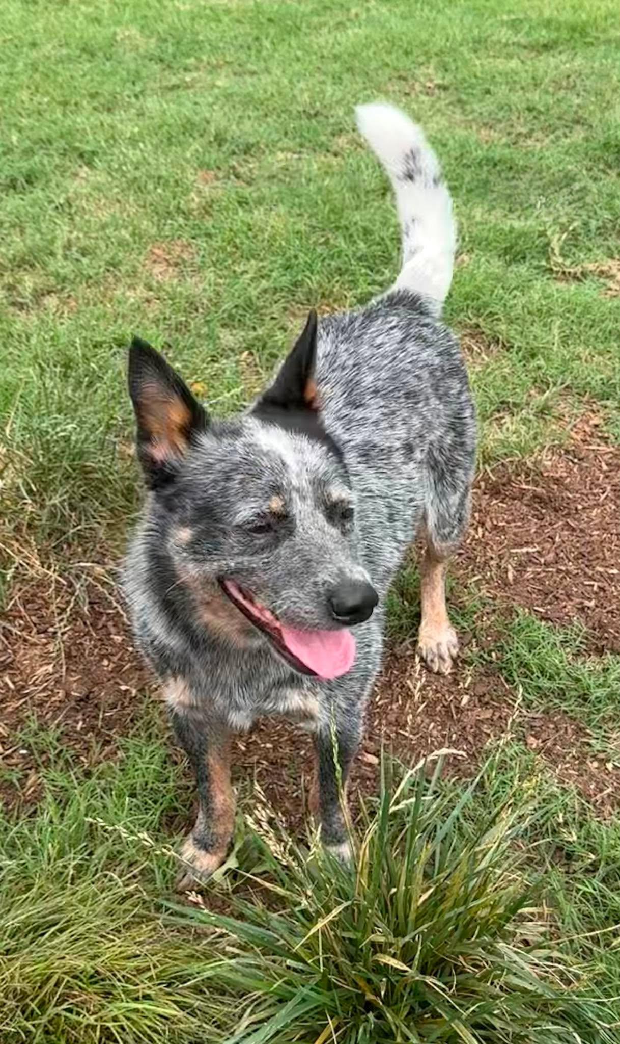 Enlarge Loki, a ADOPTABLE Australian Cattle Dog / Blue Heeler in Oklahoma City, OK image 3/6