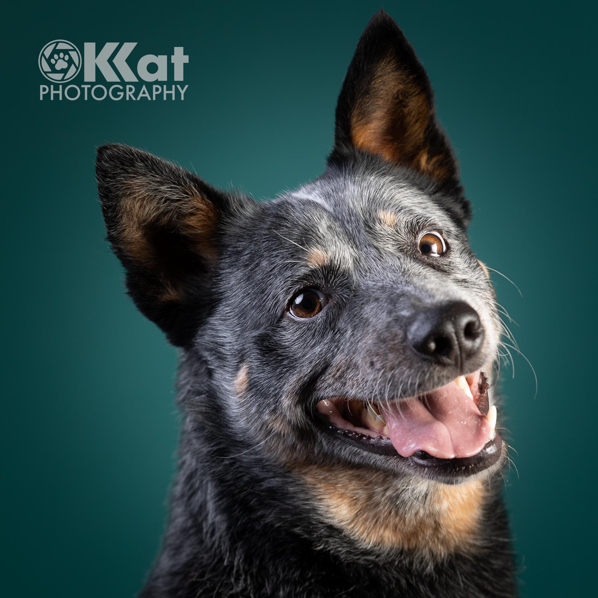 Enlarge Loki, a ADOPTABLE Australian Cattle Dog / Blue Heeler in Oklahoma City, OK image 1/4