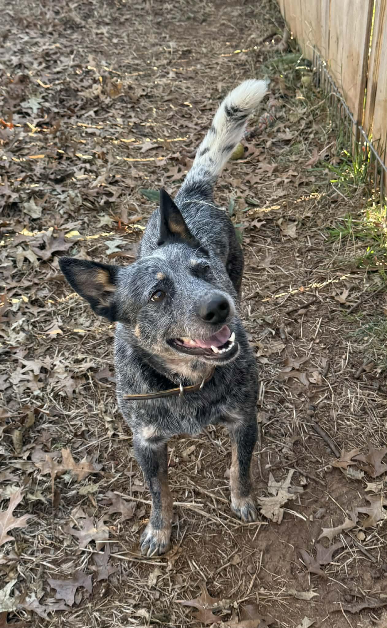 Enlarge Loki, a ADOPTABLE Australian Cattle Dog / Blue Heeler in Oklahoma City, OK image 1/1