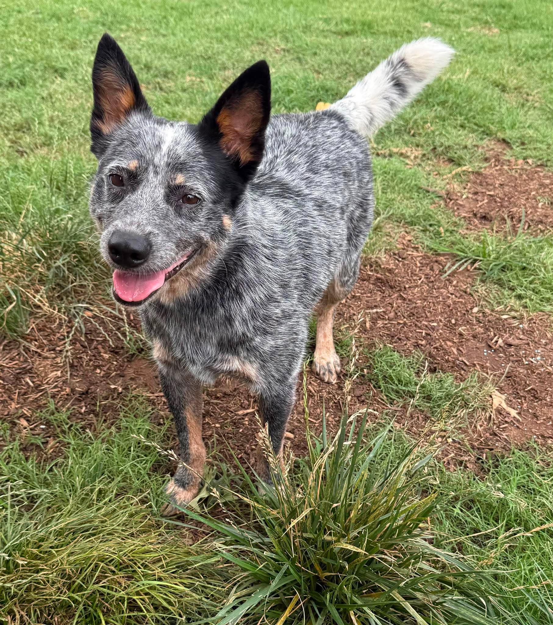 Enlarge Loki, a ADOPTABLE Australian Cattle Dog / Blue Heeler in Oklahoma City, OK image 1/6