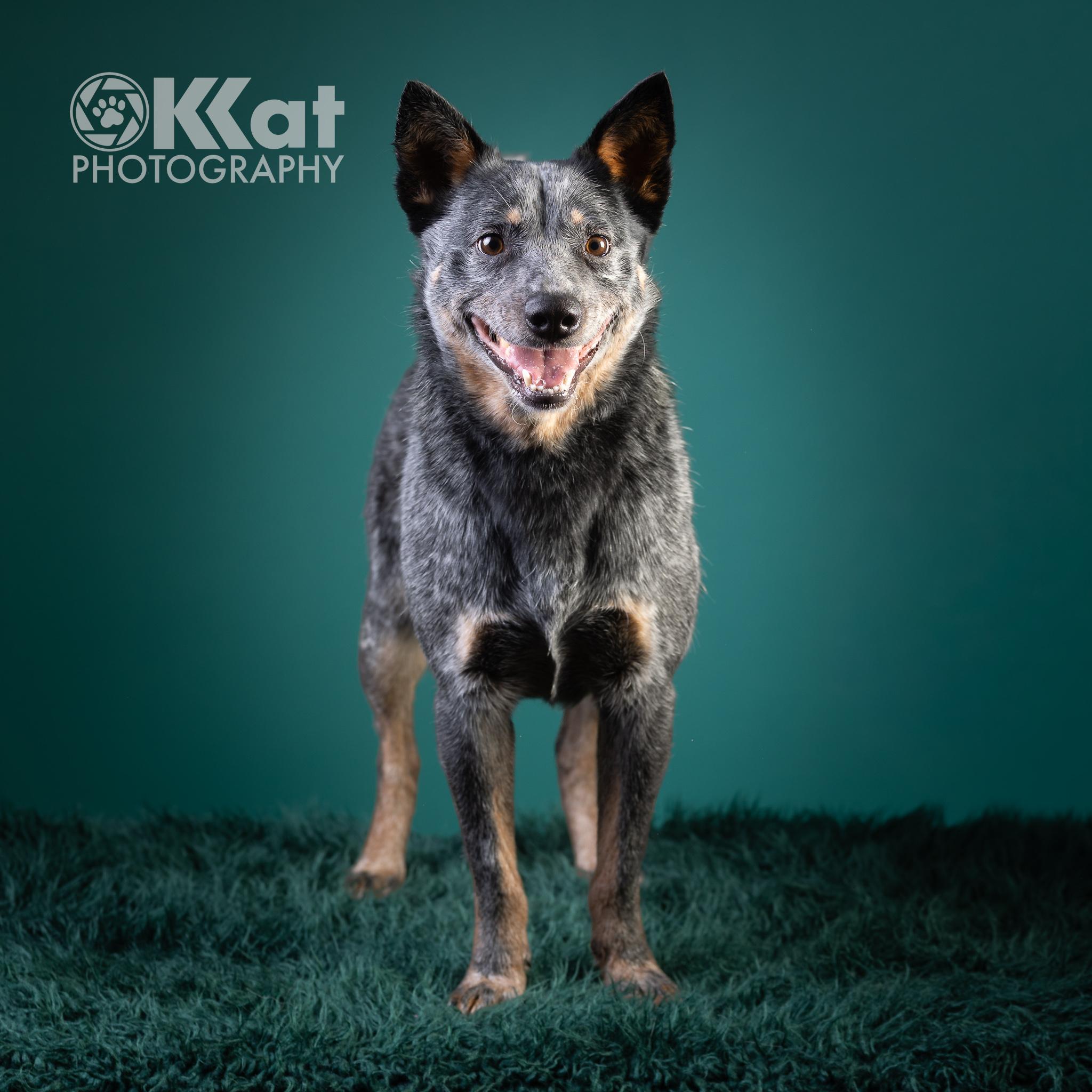 Enlarge Loki, a ADOPTABLE Australian Cattle Dog / Blue Heeler in Oklahoma City, OK image 4/4
