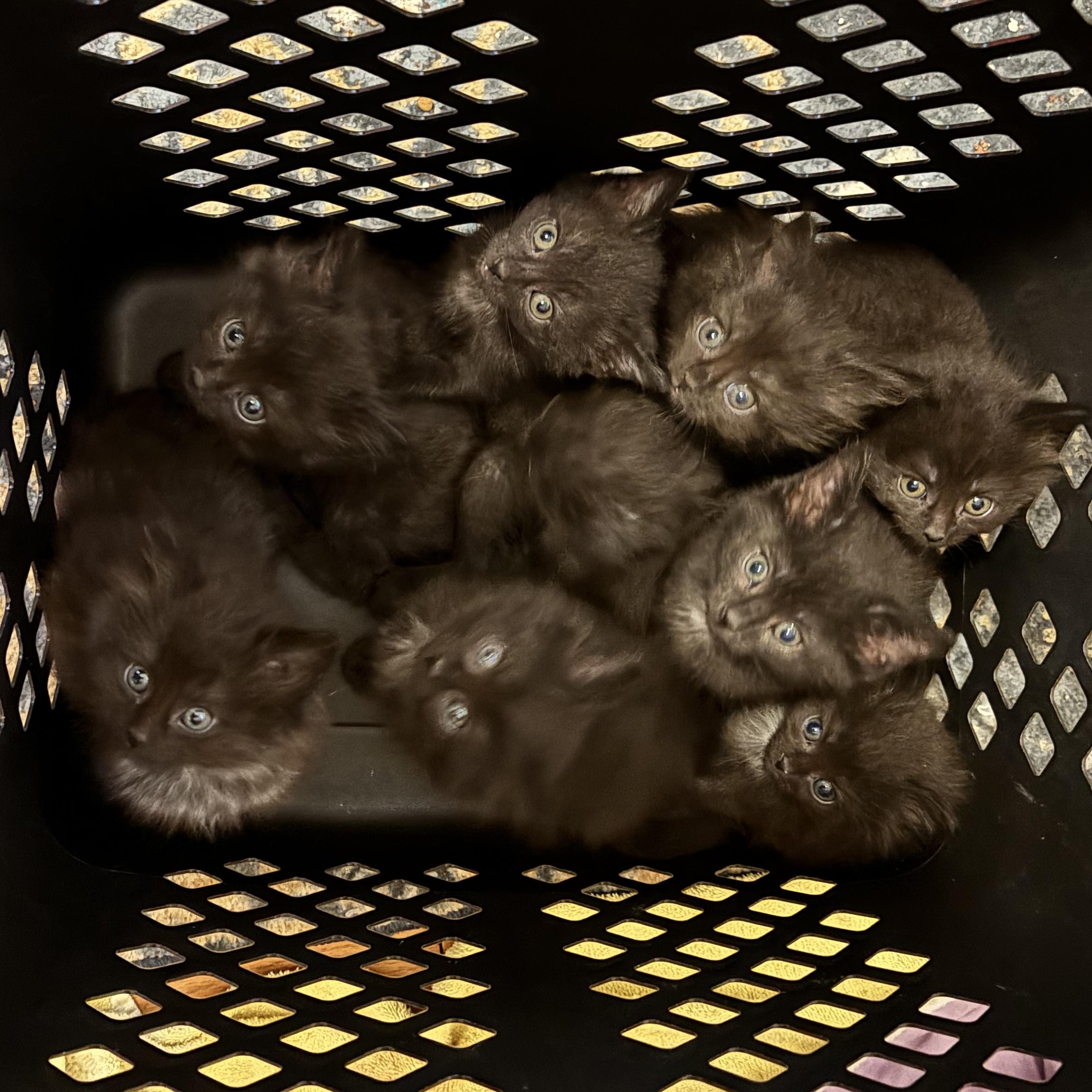 Enlarge ZORRO- 9 pack, an adopted Domestic Short Hair in Pittsburgh, PA image 1/2