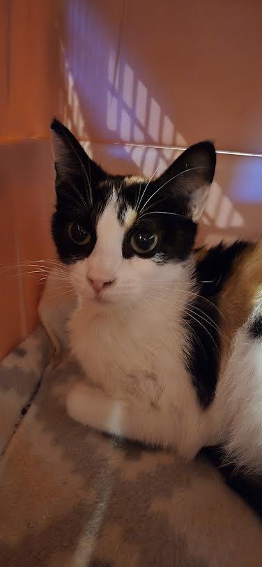 Enlarge Cece, a Adoptable Domestic Short Hair in Fruit Heights, UT image 1/3
