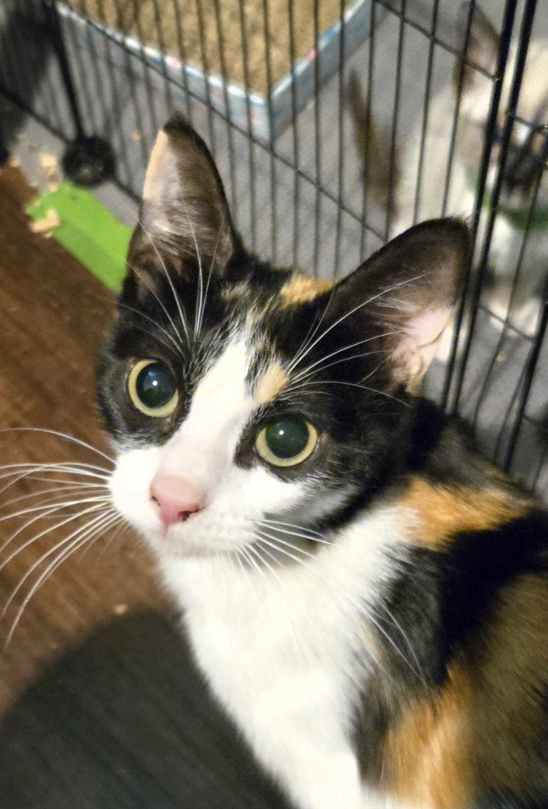 Enlarge Cece, a Adoptable Domestic Short Hair in Fruit Heights, UT image 2/3