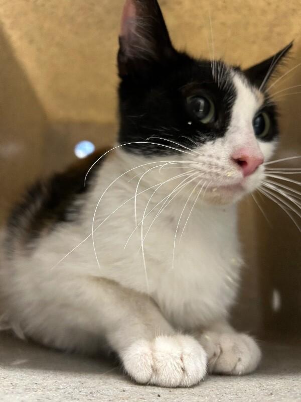 Enlarge Cece, a Adoptable Domestic Short Hair in Fruit Heights, UT image 3/3