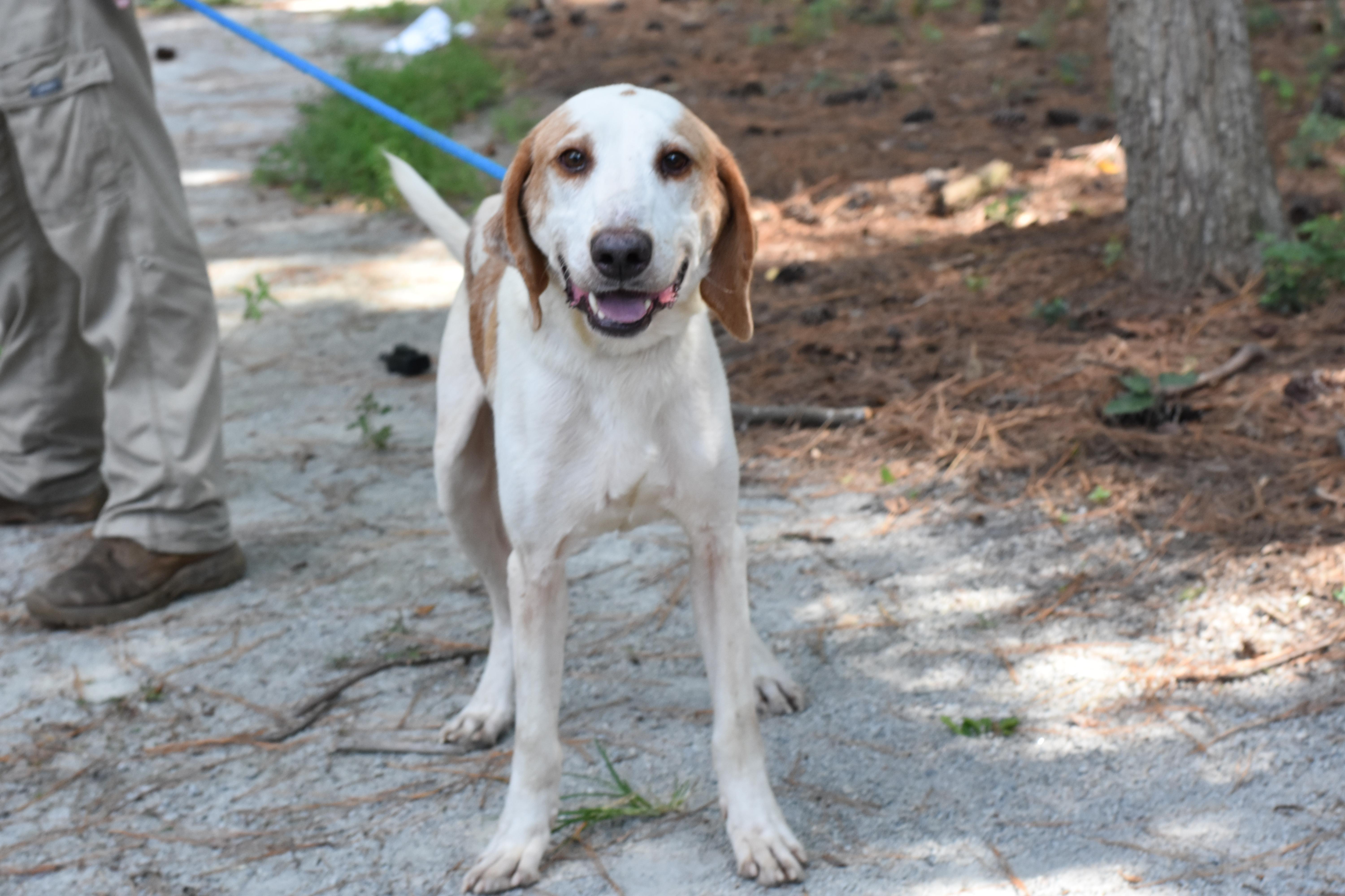 Maui, Adoptable, Young Male Hound.