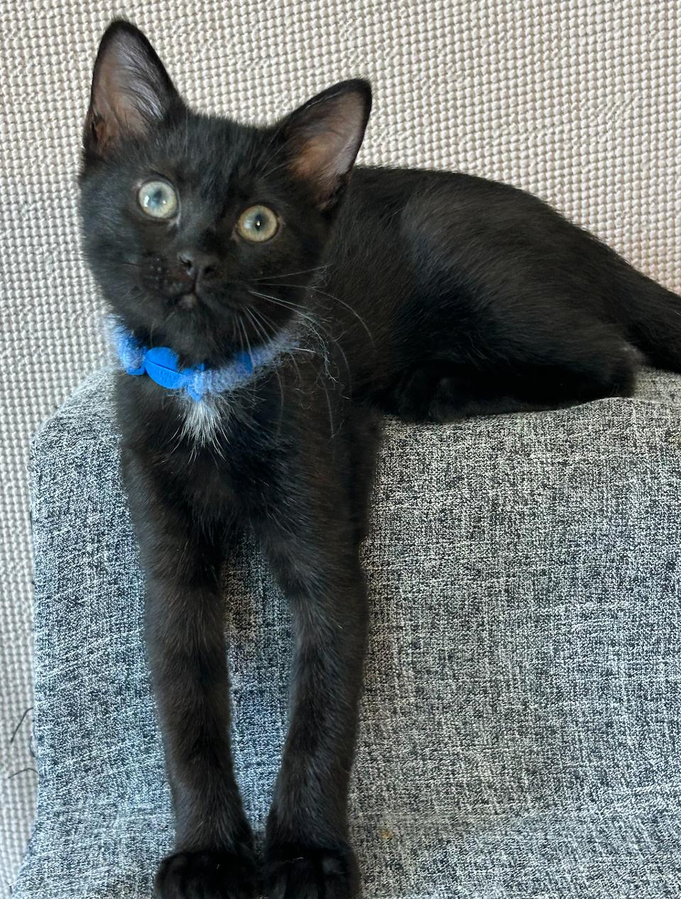 Medianoche, Adopted, Kitten Female Domestic Medium Hair.