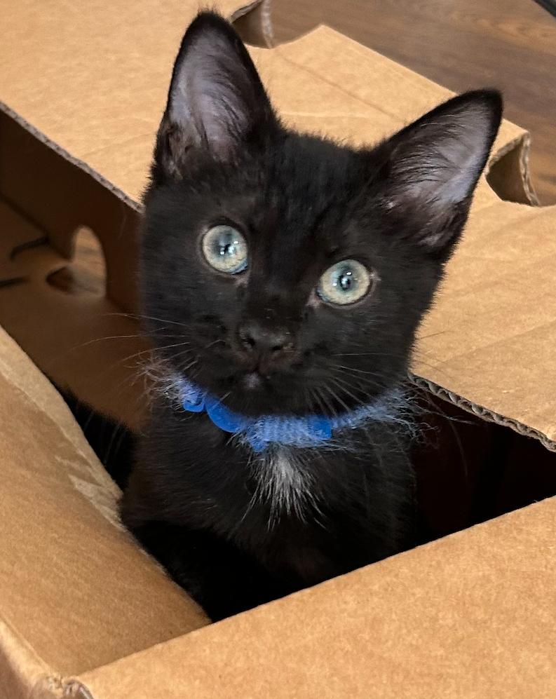 Medianoche, a Adopted Domestic Medium Hair in Decatur, GA image 2/3