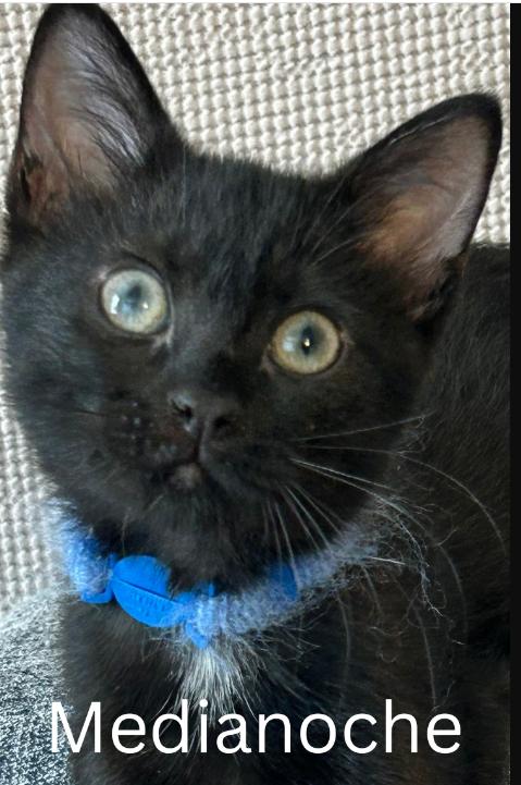 Medianoche, a Adopted Domestic Medium Hair in Decatur, GA image 3/3