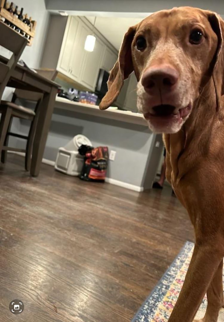 Doc, a Adopted Vizsla in Fort Collins, CO image 1/5