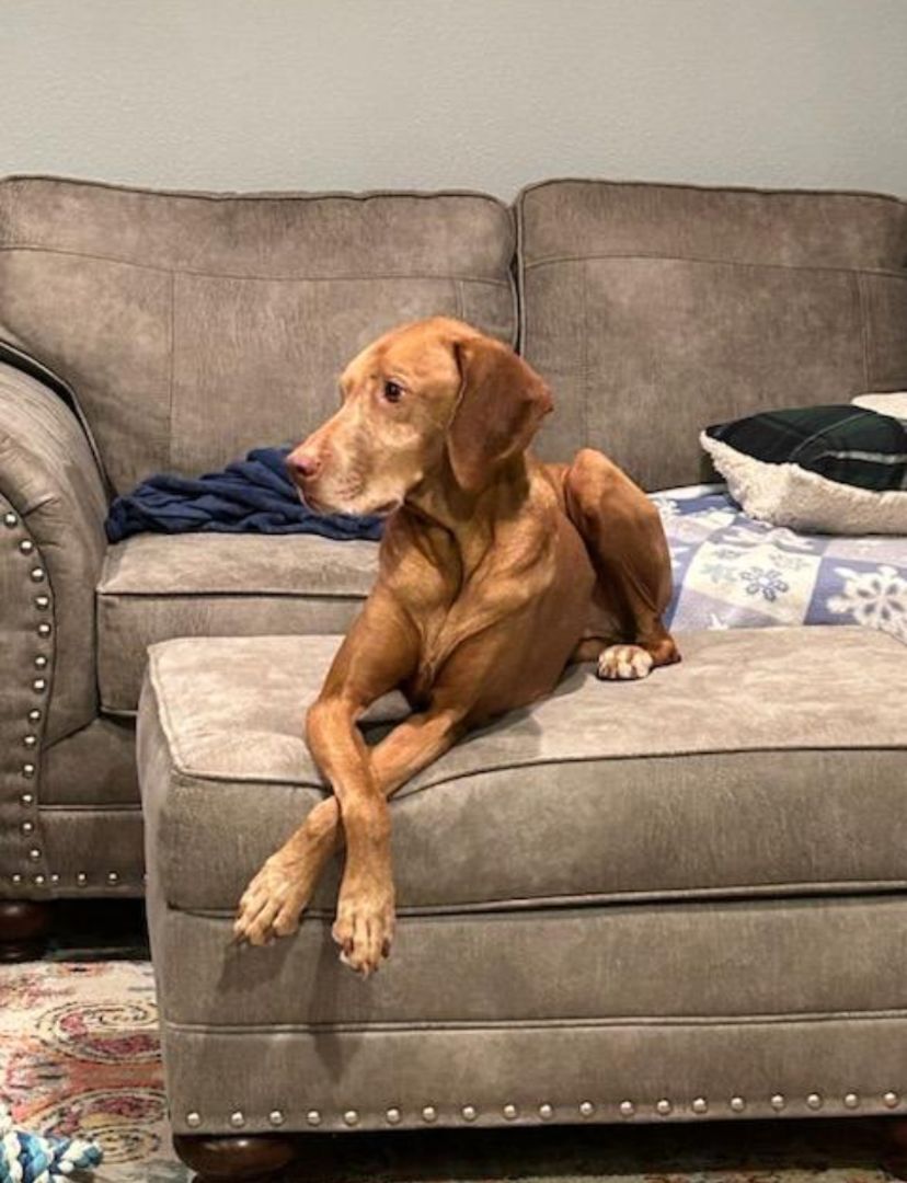 Doc, a Adopted Vizsla in Fort Collins, CO image 2/5