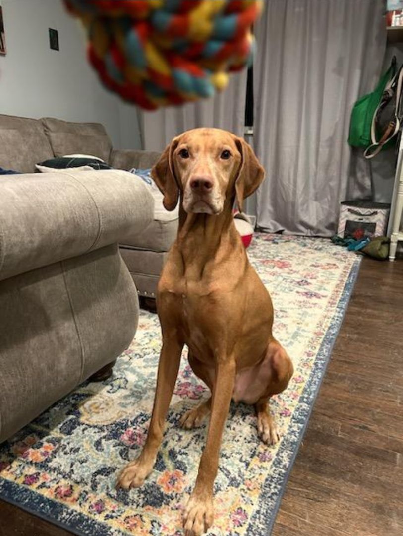 Doc, a Adopted Vizsla in Fort Collins, CO image 3/5