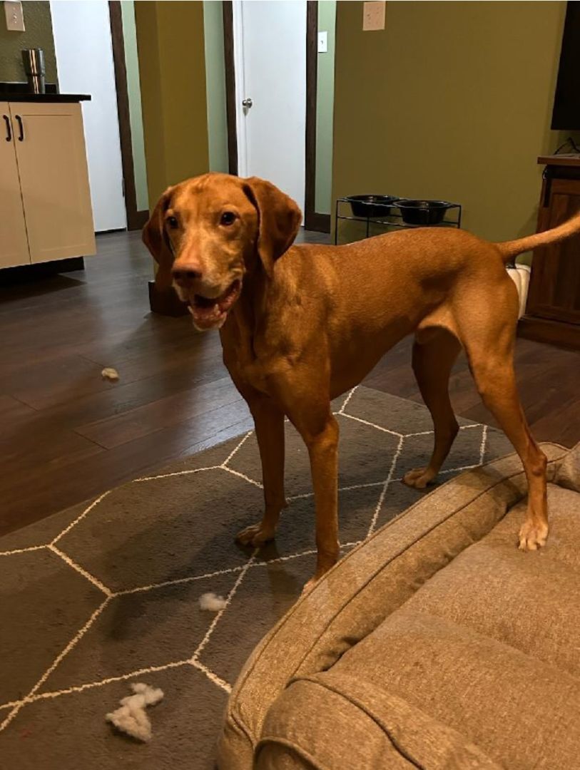 Doc, a Adopted Vizsla in Fort Collins, CO image 4/5