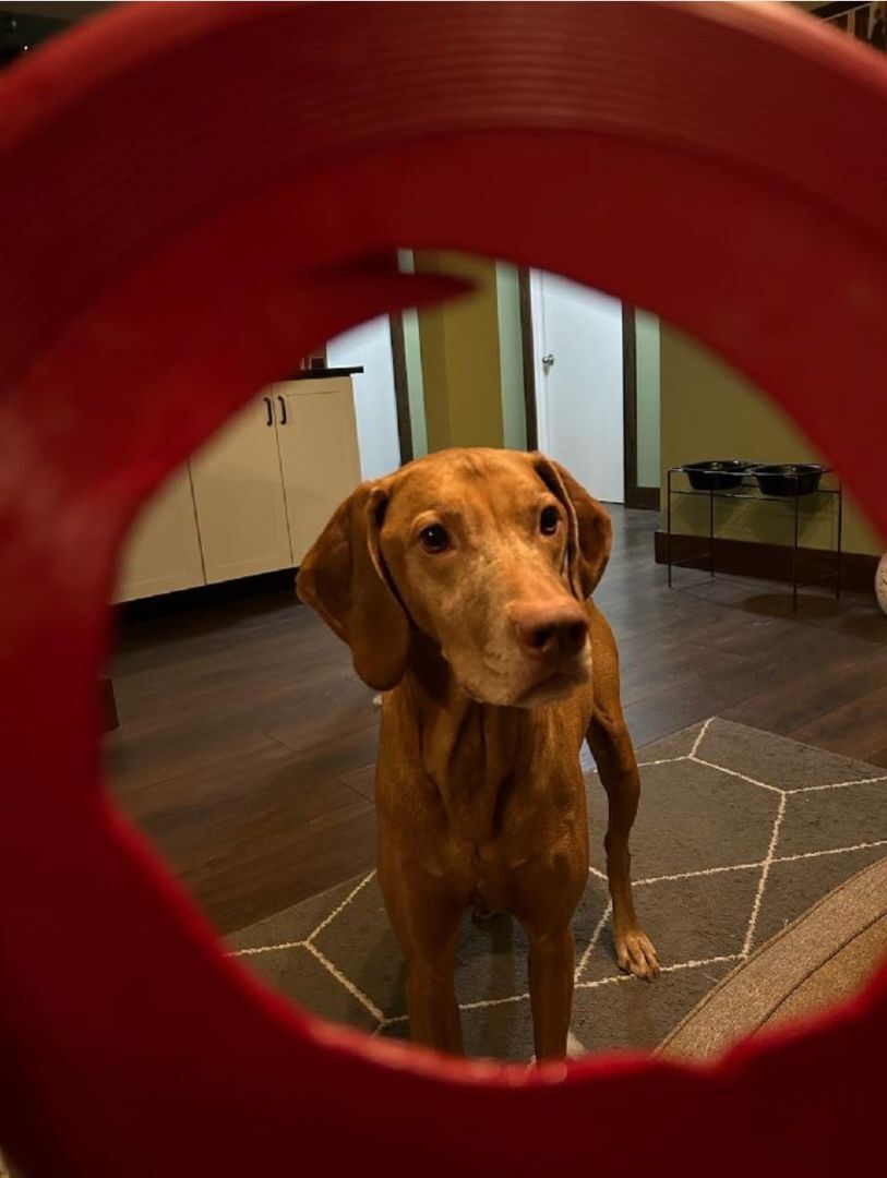 Doc, Adopted, Adult Male Vizsla.