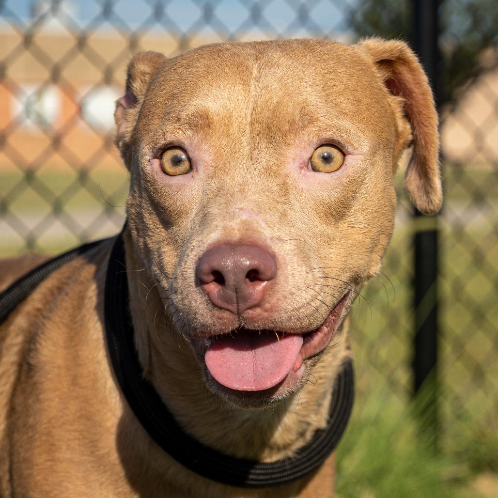 Owen, Adoptable, Adult Male Mixed Breed.