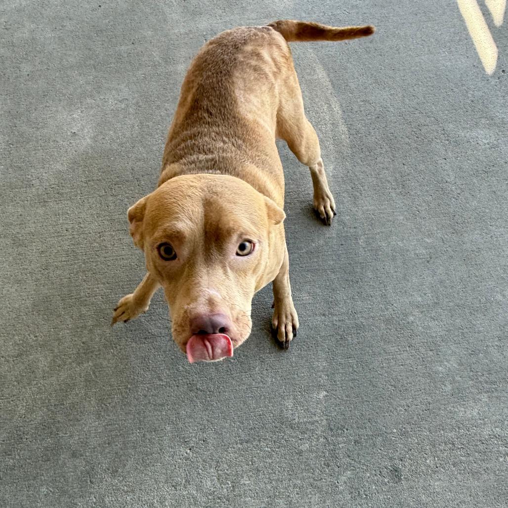 Enlarge Owen, a Adoptable Mixed Breed in Emporia, KS image 2/5