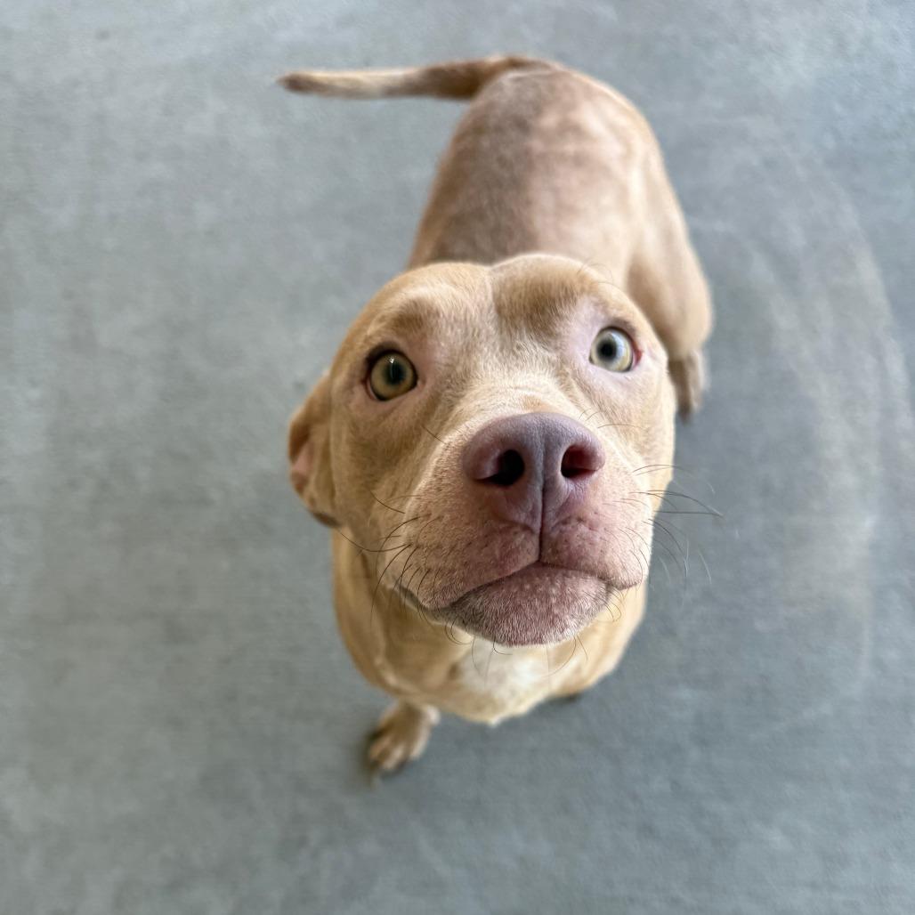 Enlarge Owen, a Adoptable Mixed Breed in Emporia, KS image 3/5