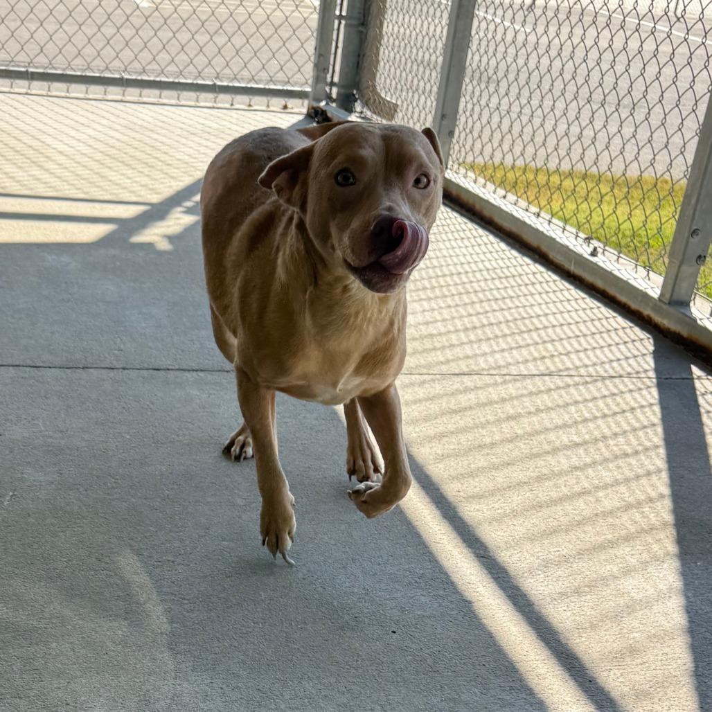 Enlarge Owen, a Adoptable Mixed Breed in Emporia, KS image 4/5