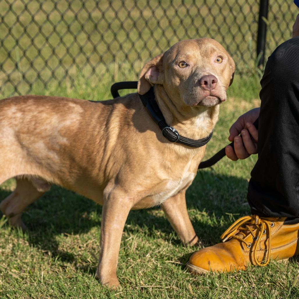 Enlarge Owen, a Adoptable Mixed Breed in Emporia, KS image 5/5